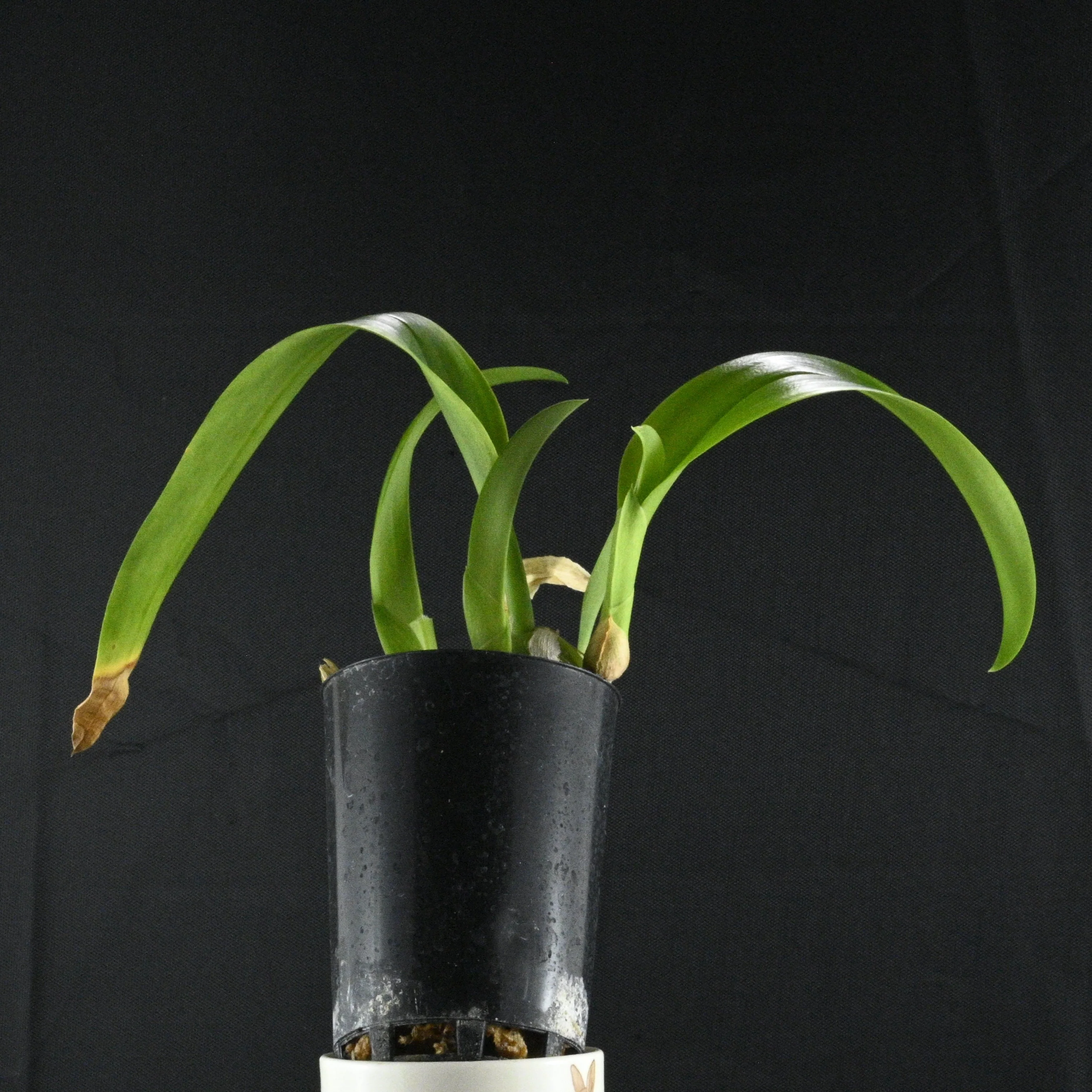 Bulbophyllum lindleyanum - Image 2