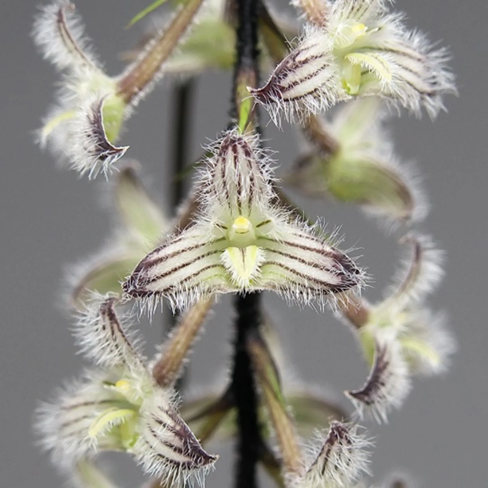Bulbophyllum lindleyanum - Image 3