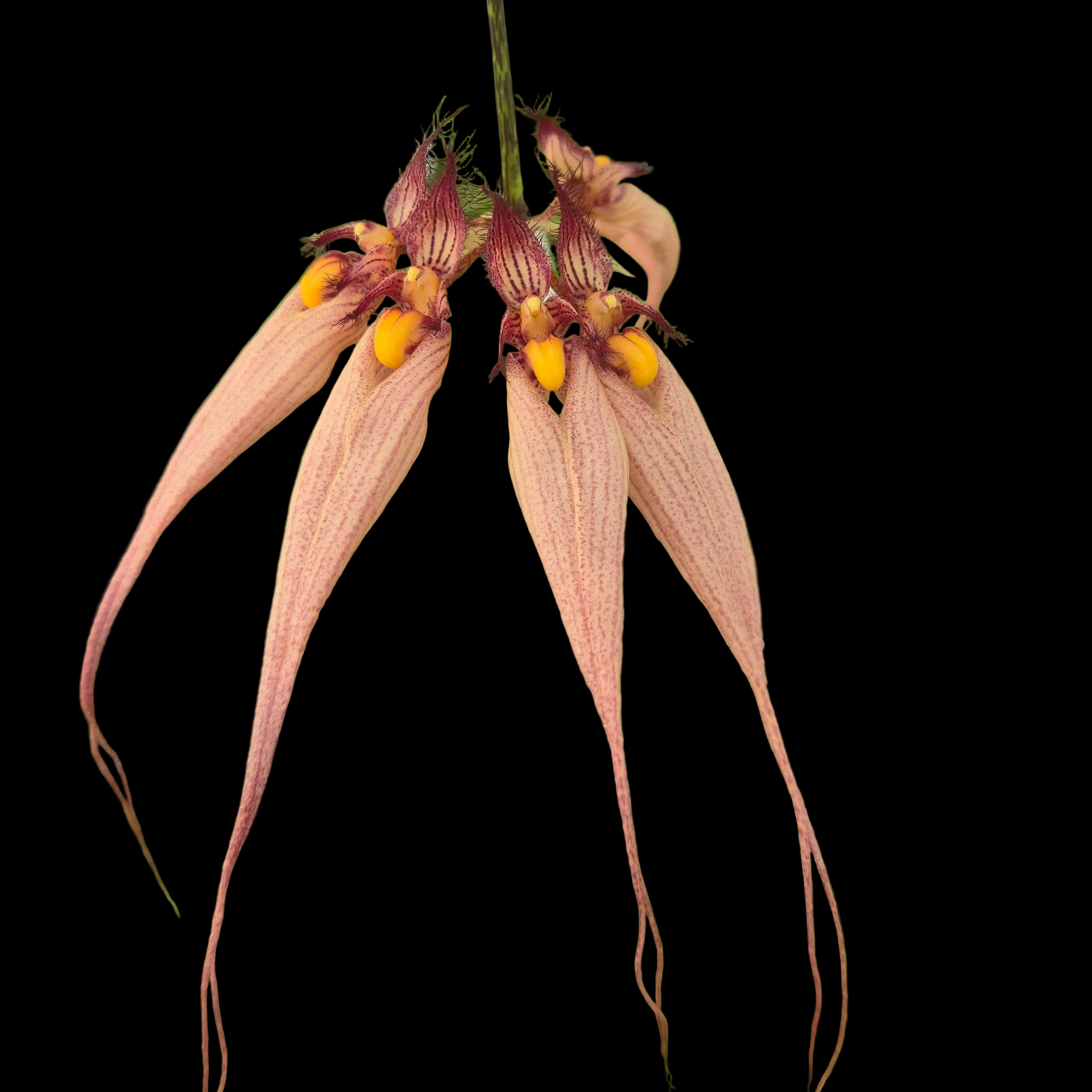 Bulbophyllum longissimum - Image 3