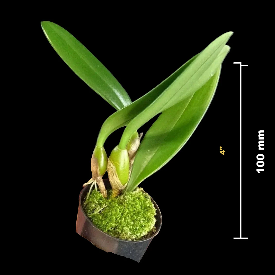 Bulbophyllum longissimum - Image 4