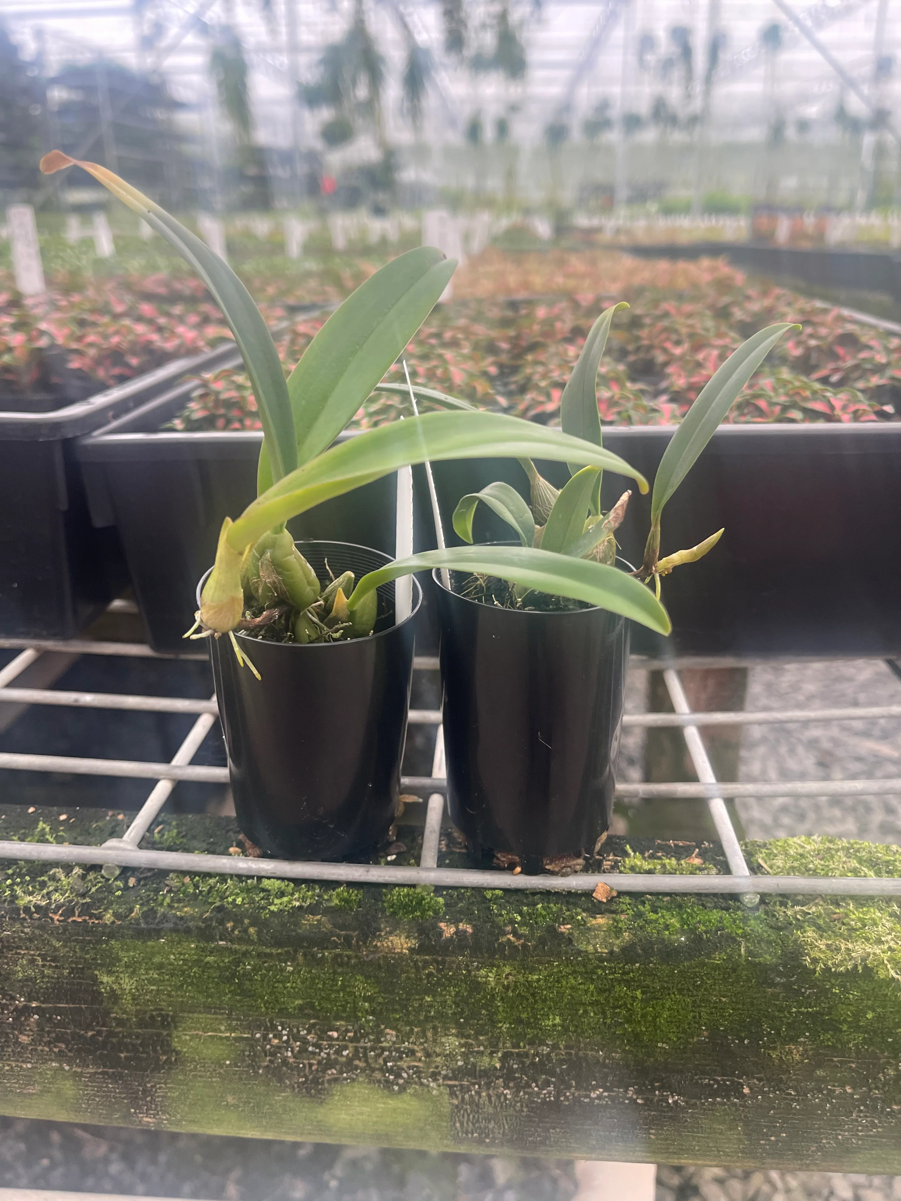 Bulbophyllum retusiusculum - Image 3