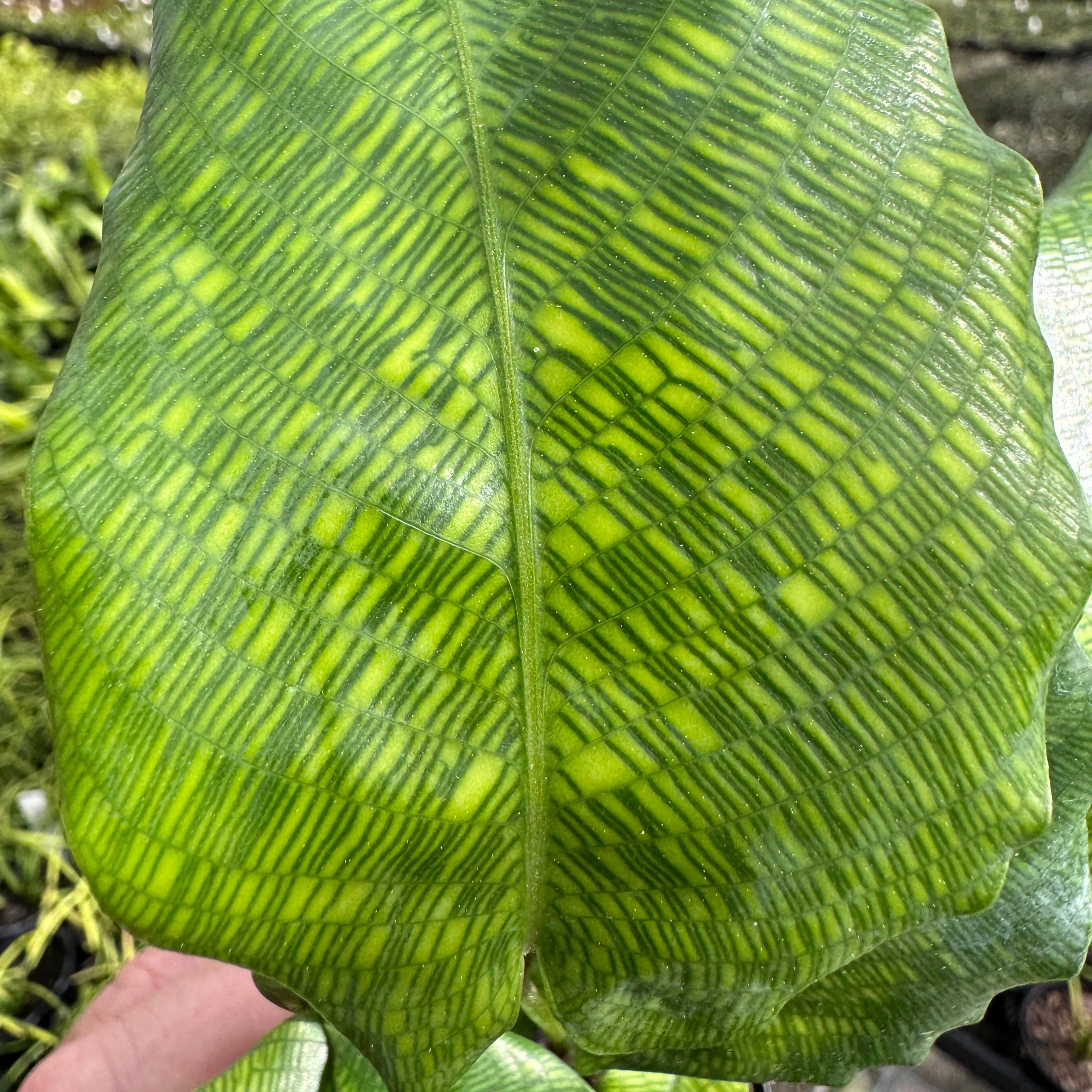 Calathea bella 'Network' (syn. Goeppertia kegeljanii) - Image 6