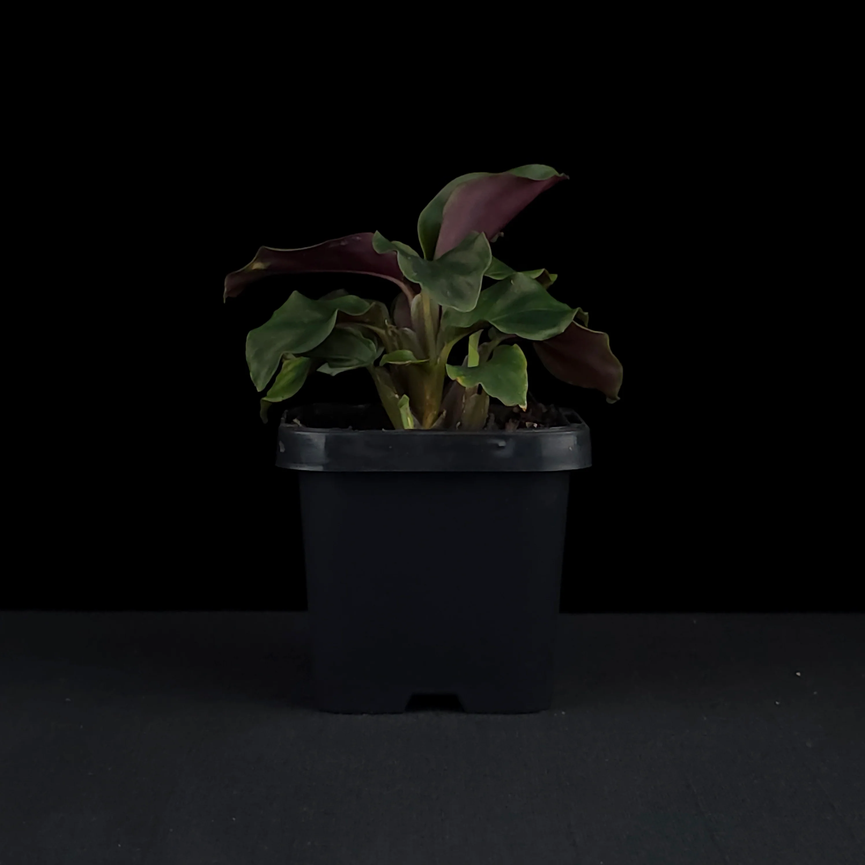Calathea crocata - Image 3