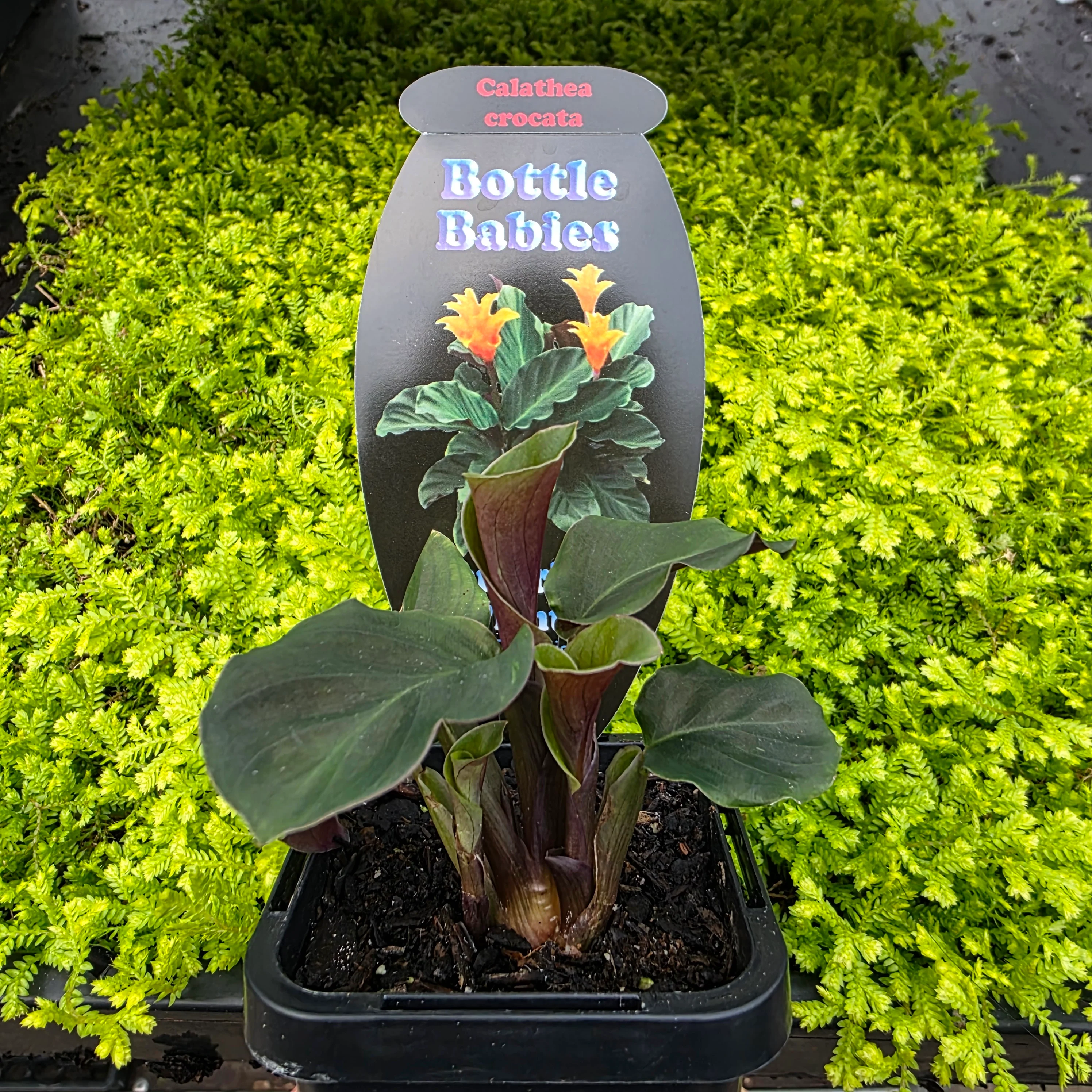 Calathea crocata - Image 6
