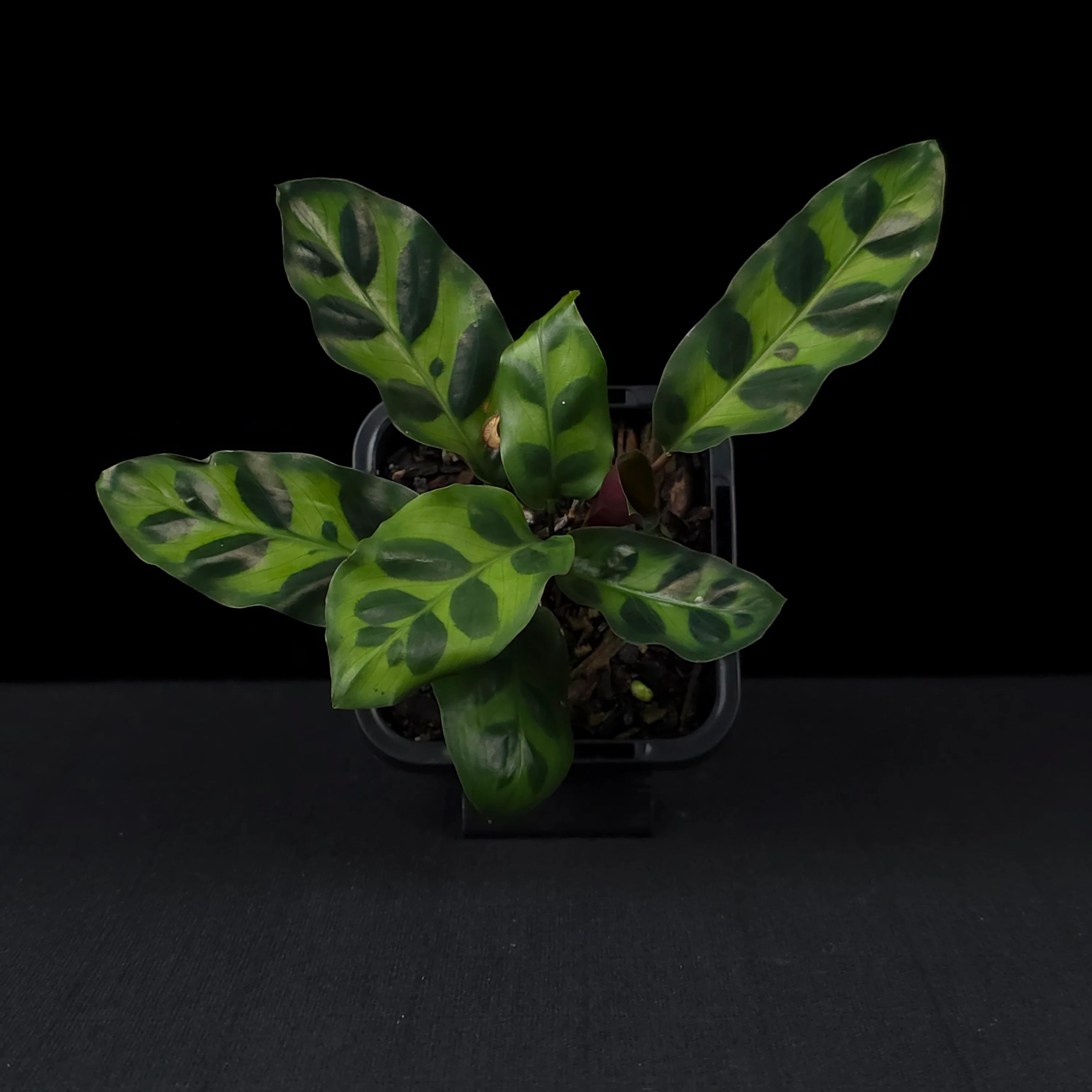Calathea insignis - The Rattlesnake Plant - Image 4
