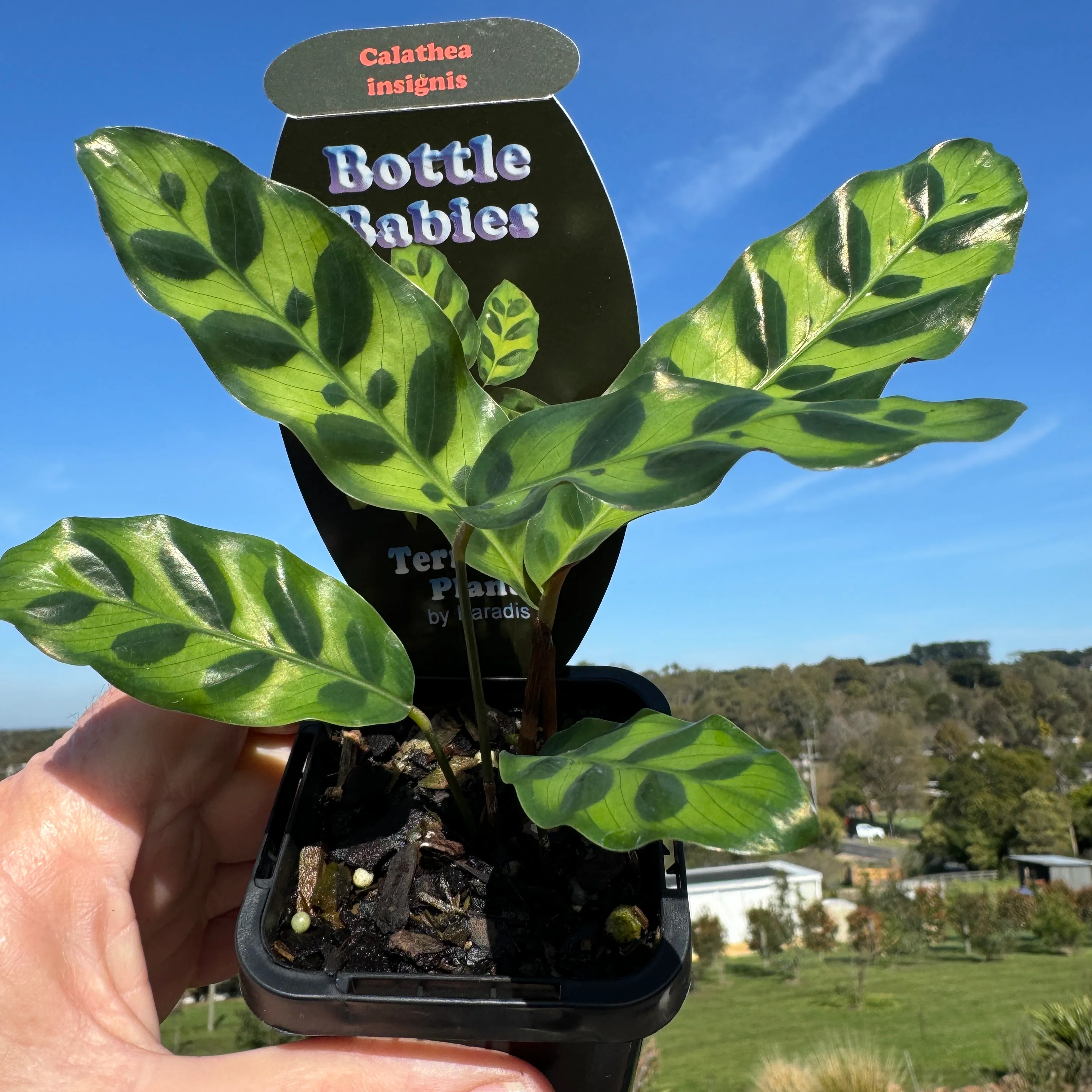 Calathea insignis - The Rattlesnake Plant - Image 5