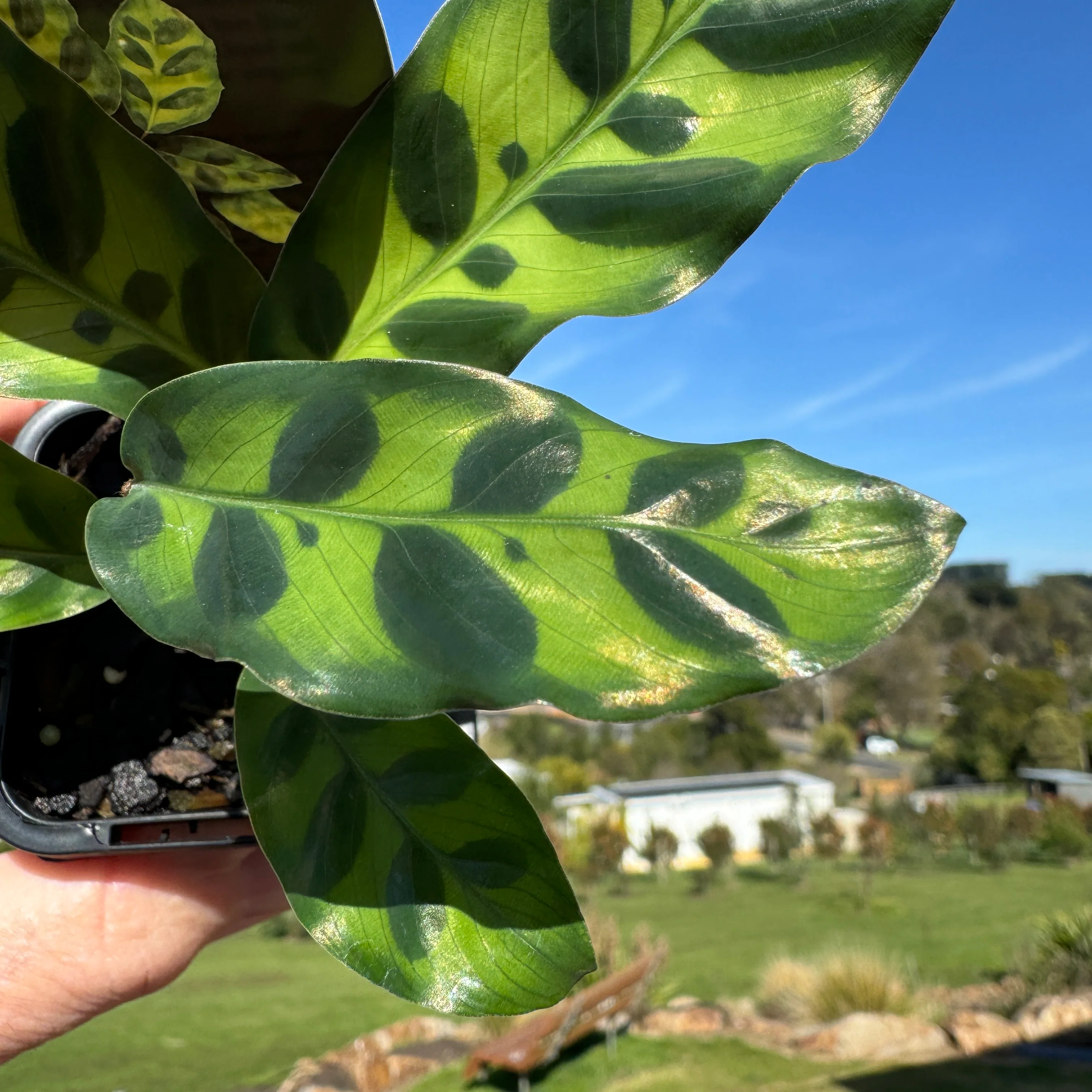 Calathea insignis - The Rattlesnake Plant - Image 6