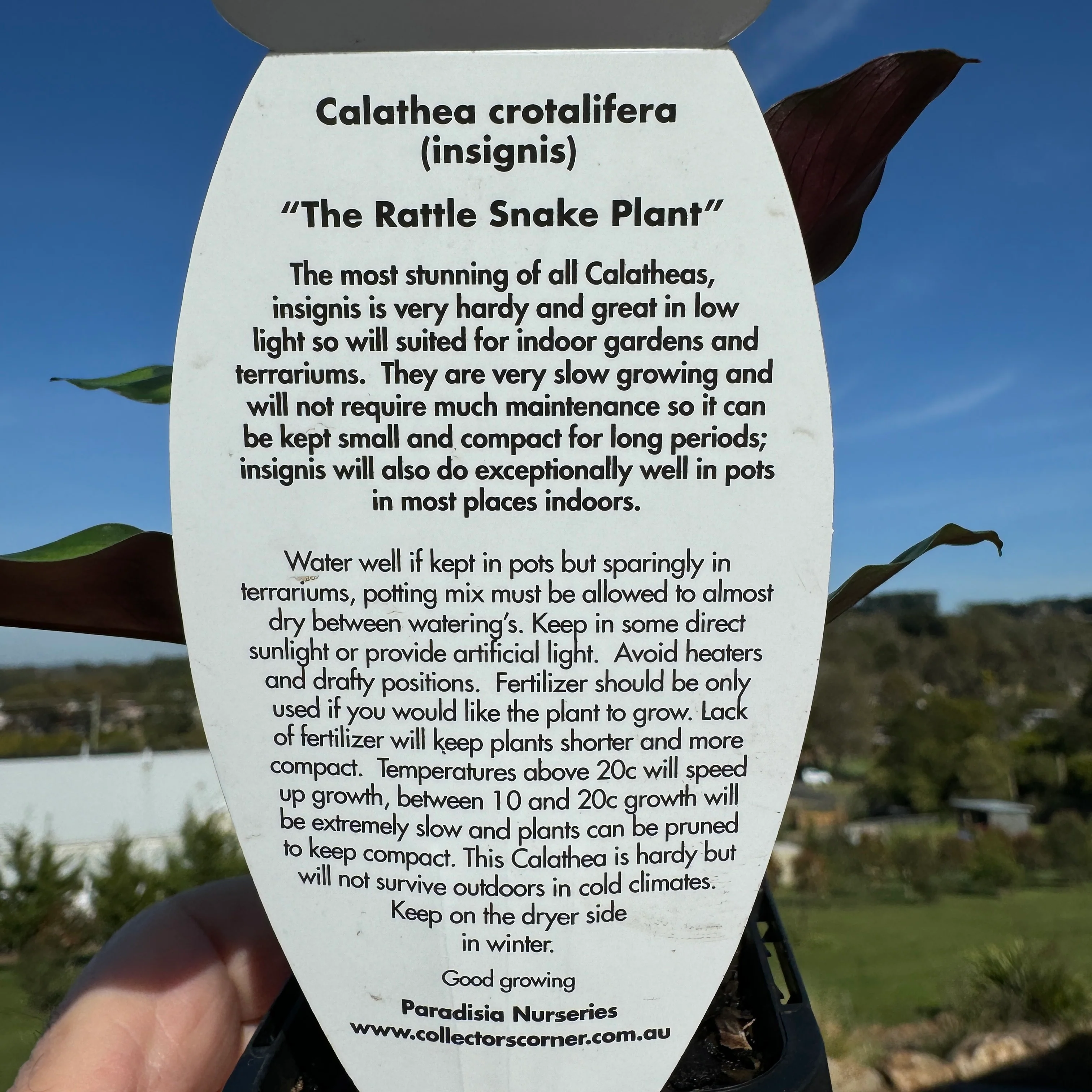 Calathea insignis - The Rattlesnake Plant - Image 7