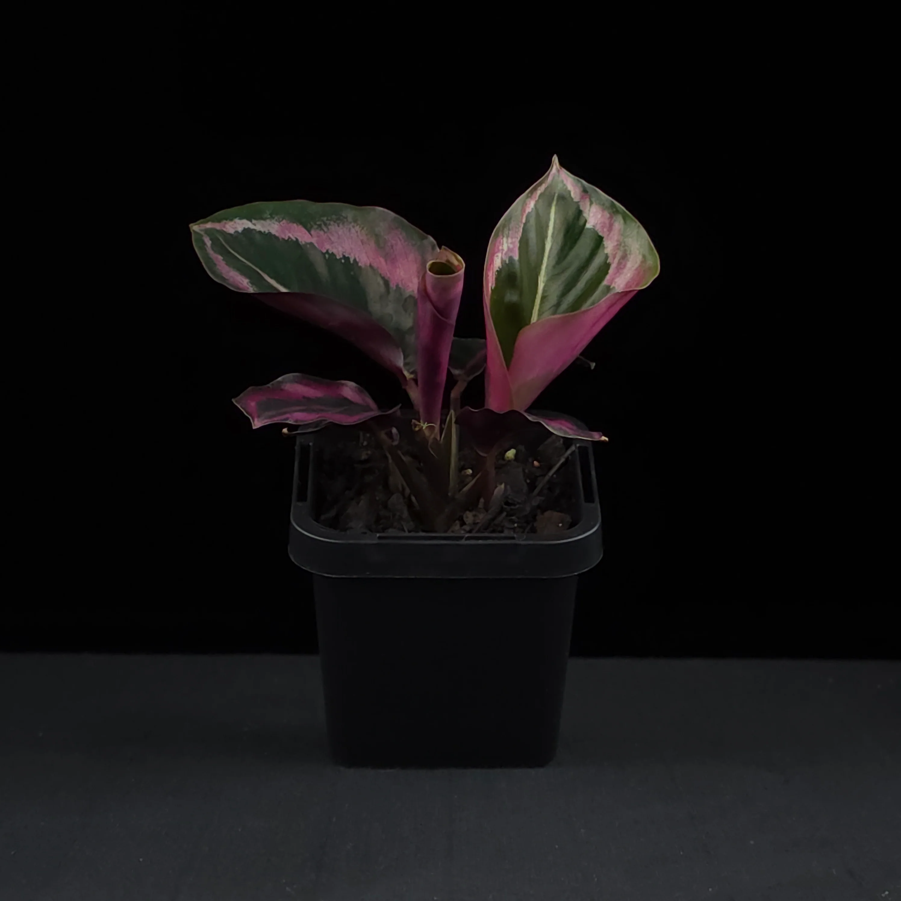 Calathea roseopicta 'Red Mojo' (syn. Goeppertia) - Image 3