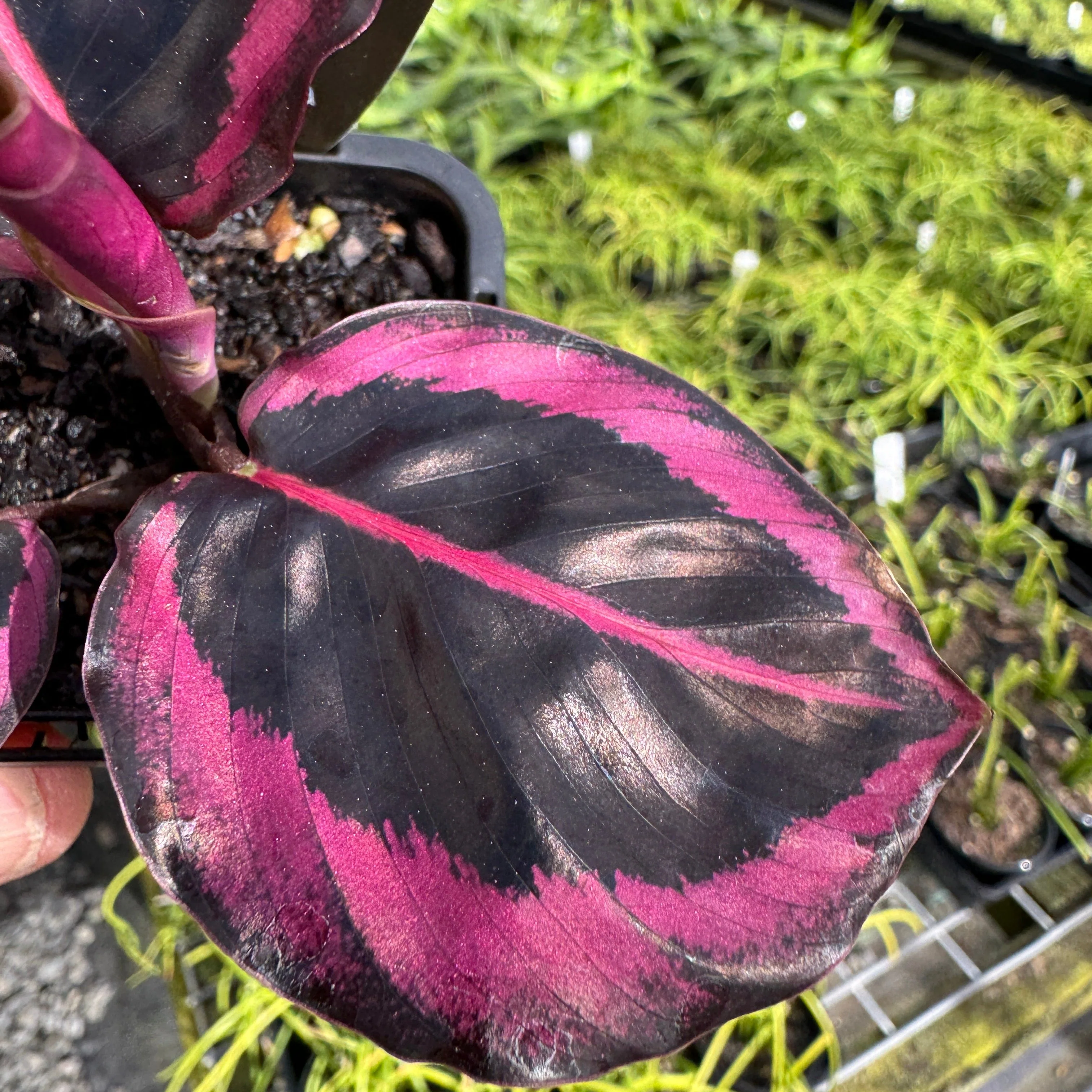Calathea roseopicta 'Red Mojo' (syn. Goeppertia) - Image 5
