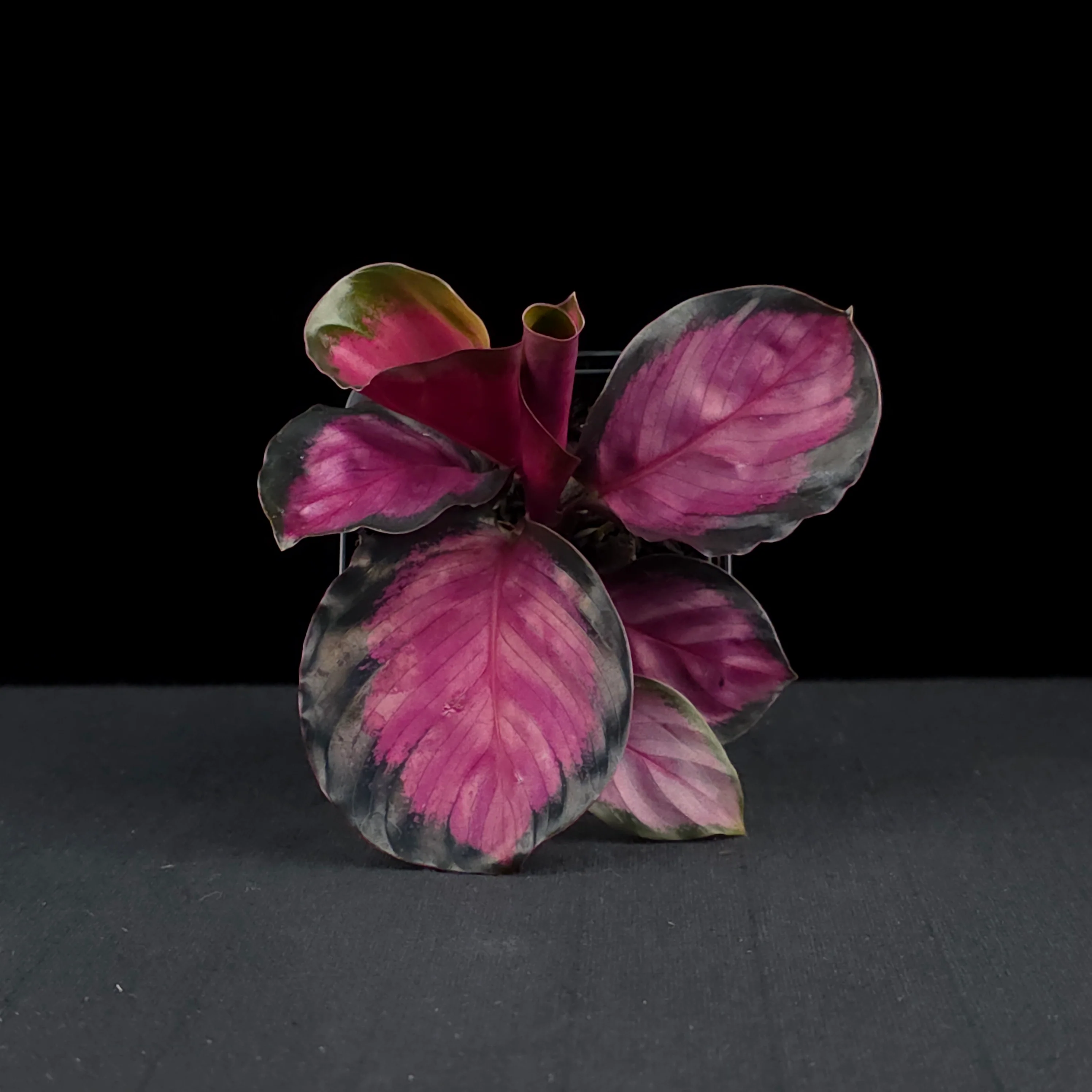 Calathea roseopicta 'Rosey' - Image 4