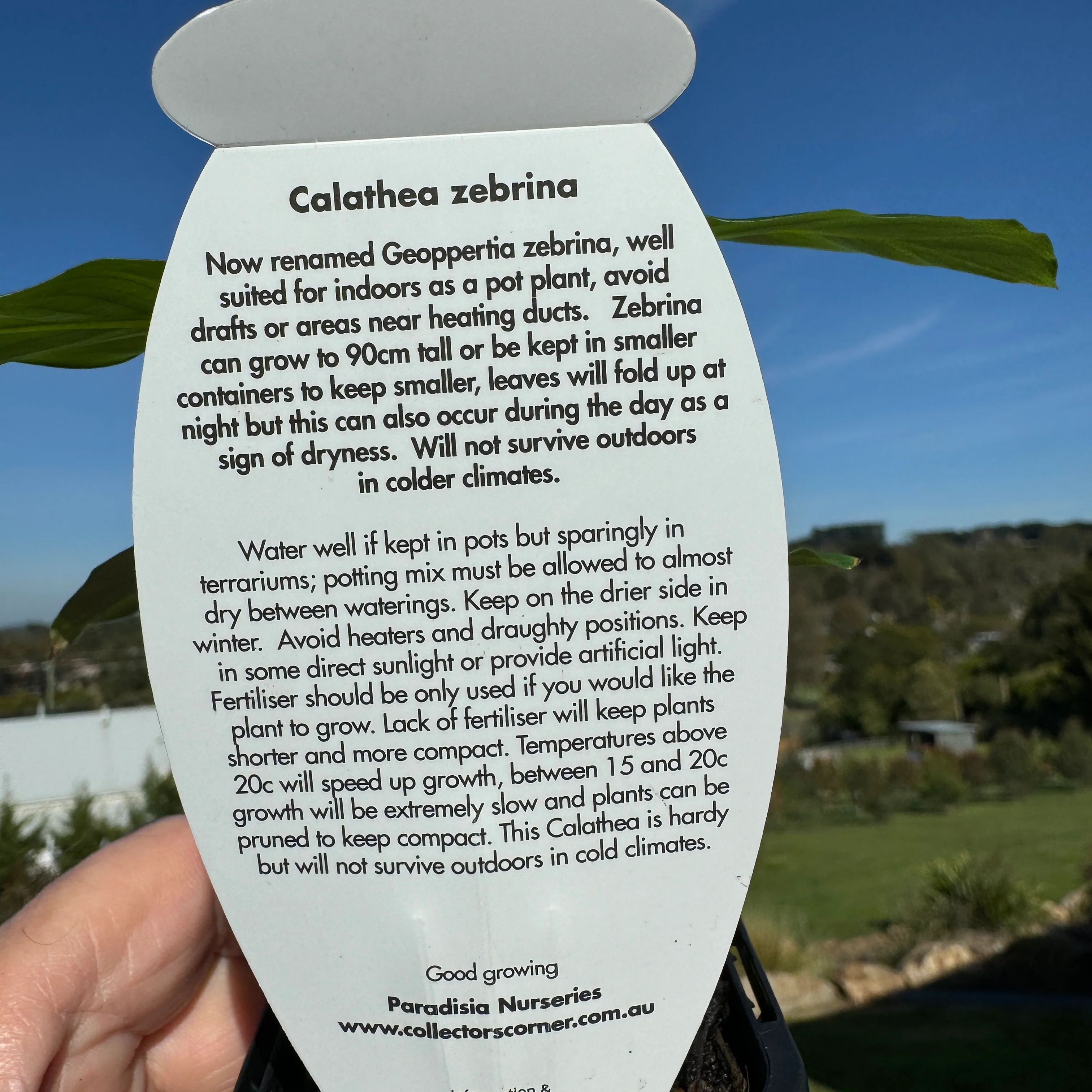 Calathea zebrina - Image 7