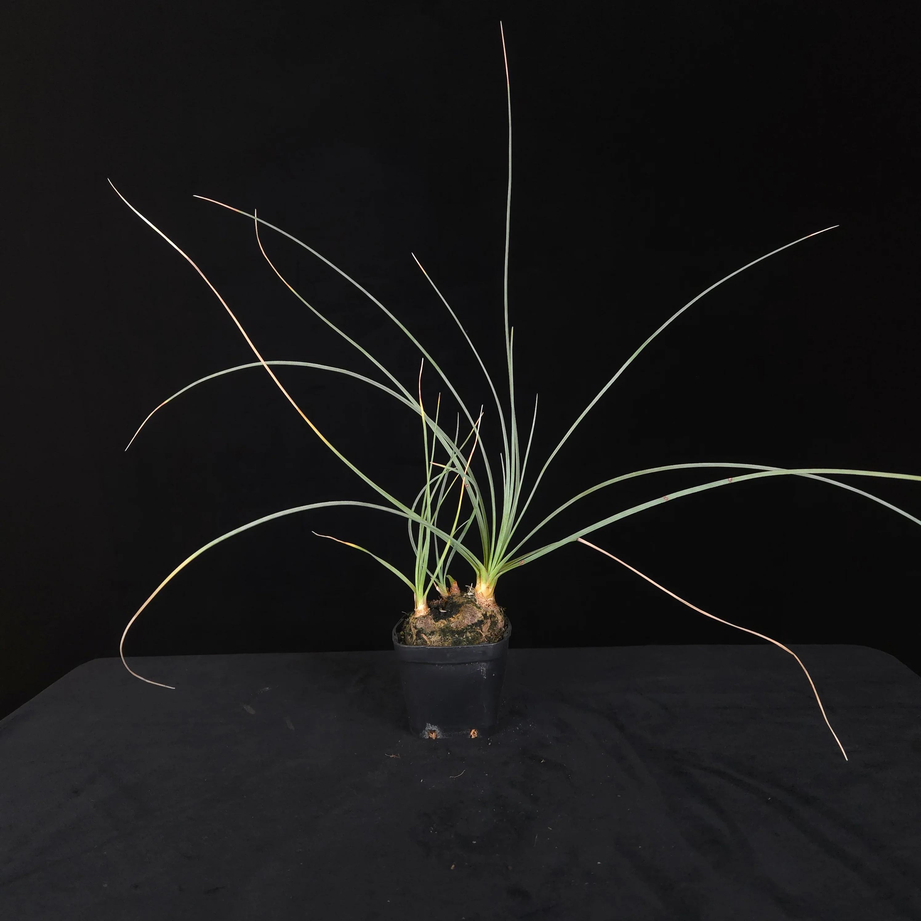 Calibanus hookeri – Caudiciform Collector Plant (One-Off Specimens) - Image 5