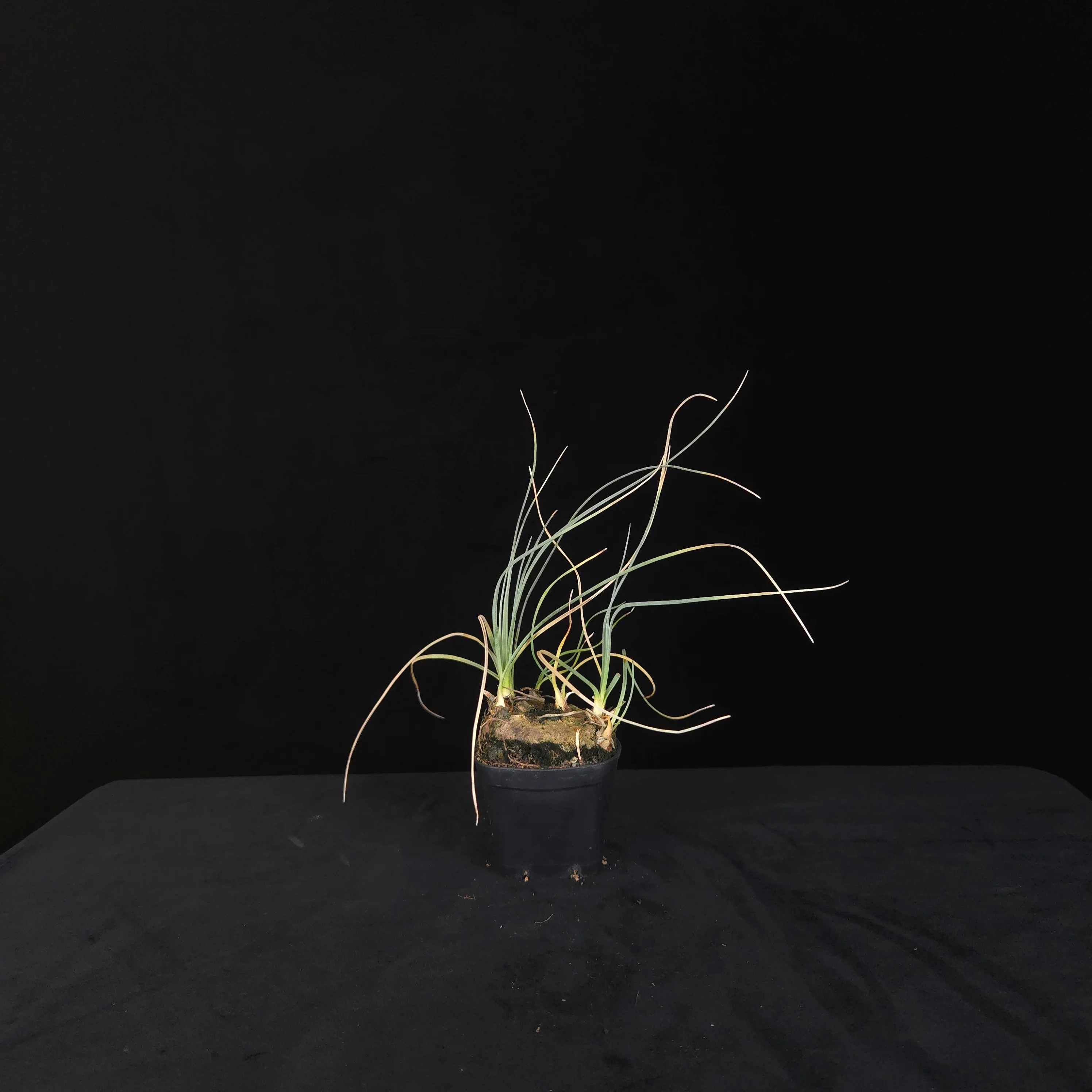 Calibanus hookeri – Caudiciform Collector Plant (One-Off Specimens) - Image 6