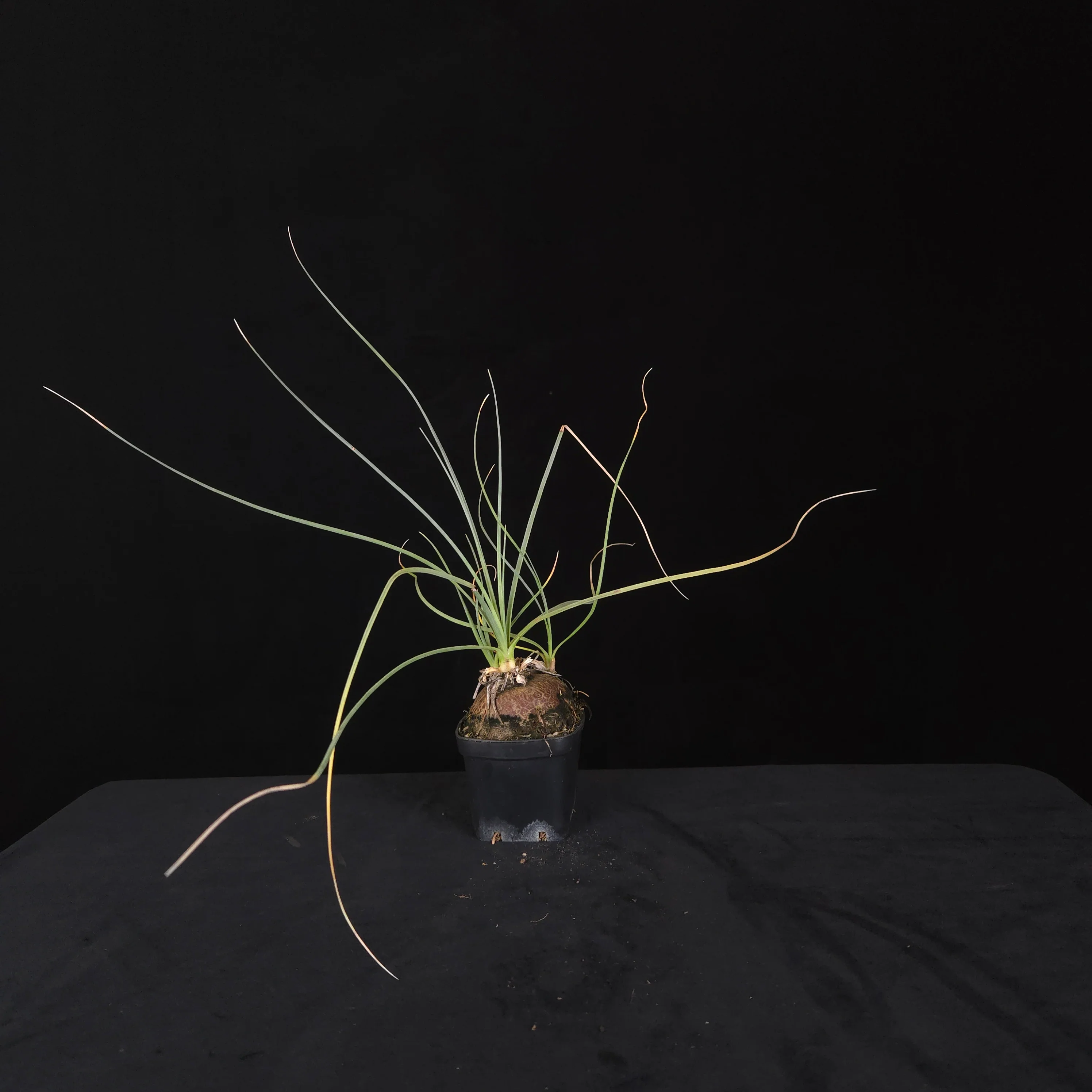 Calibanus hookeri – Caudiciform Collector Plant (One-Off Specimens) - Image 7