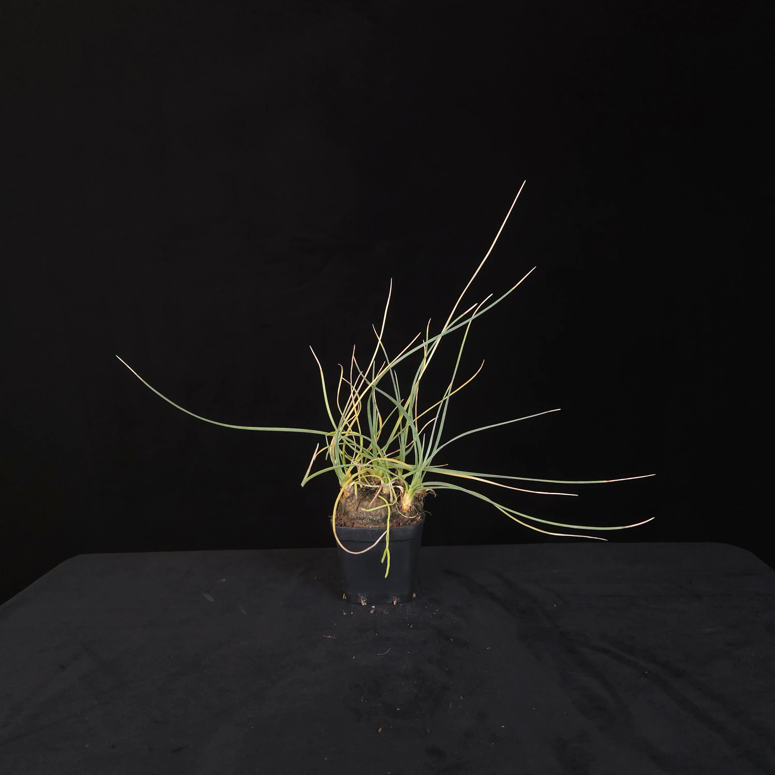 Calibanus hookeri – Caudiciform Collector Plant (One-Off Specimens) - Image 8