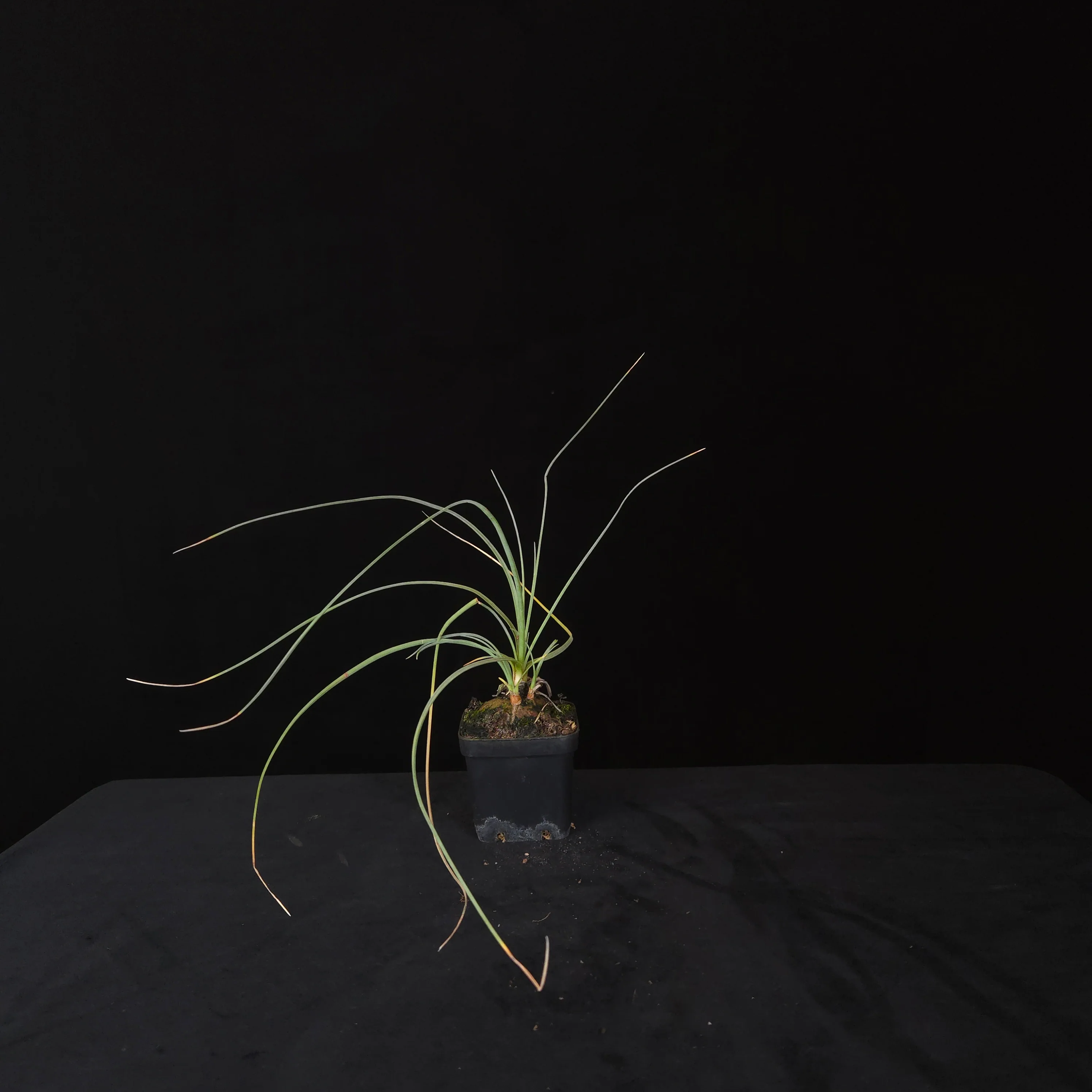Calibanus hookeri – Caudiciform Collector Plant (One-Off Specimens) - Image 9