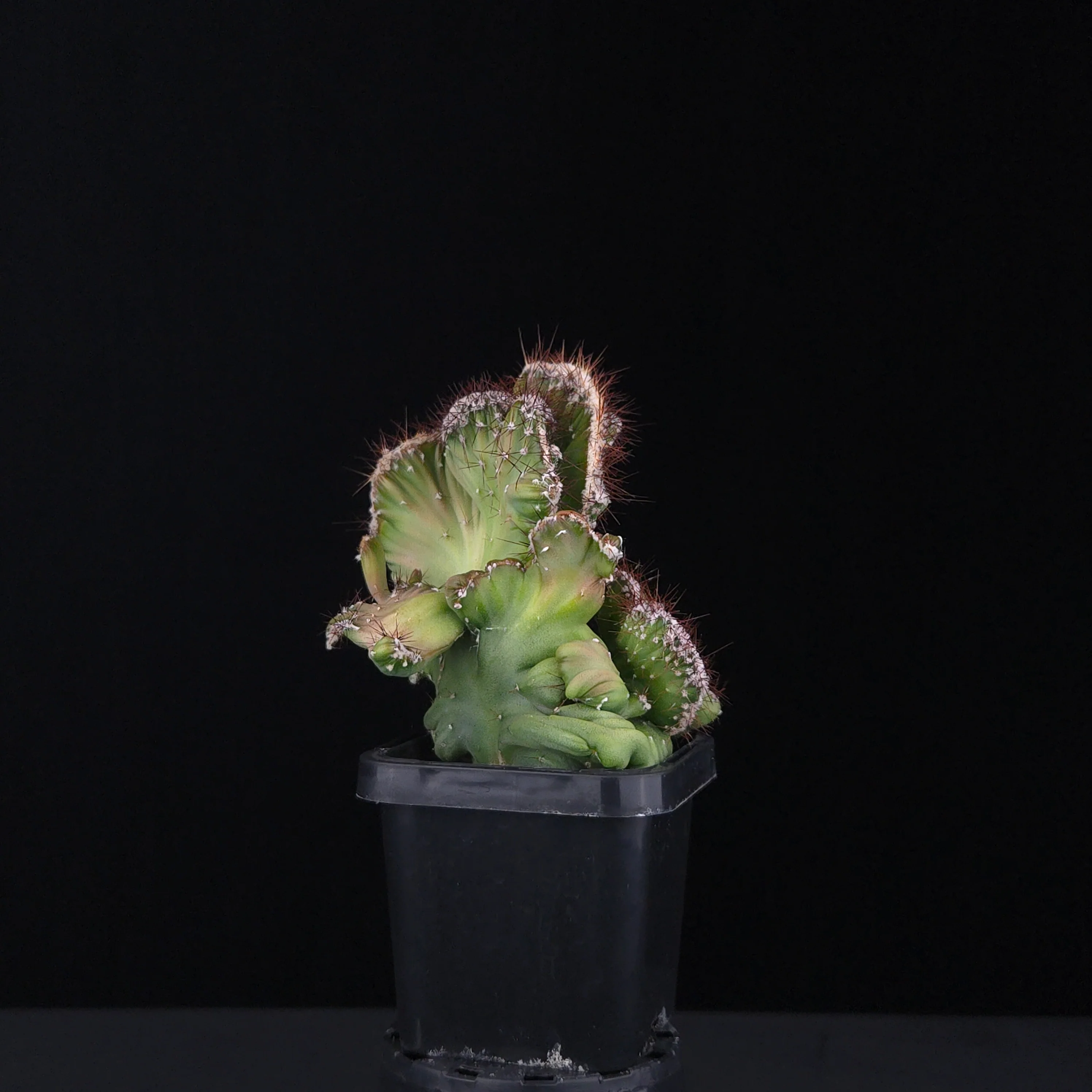 Cereus forbesii cristata (WA Prohibited) - Image 2