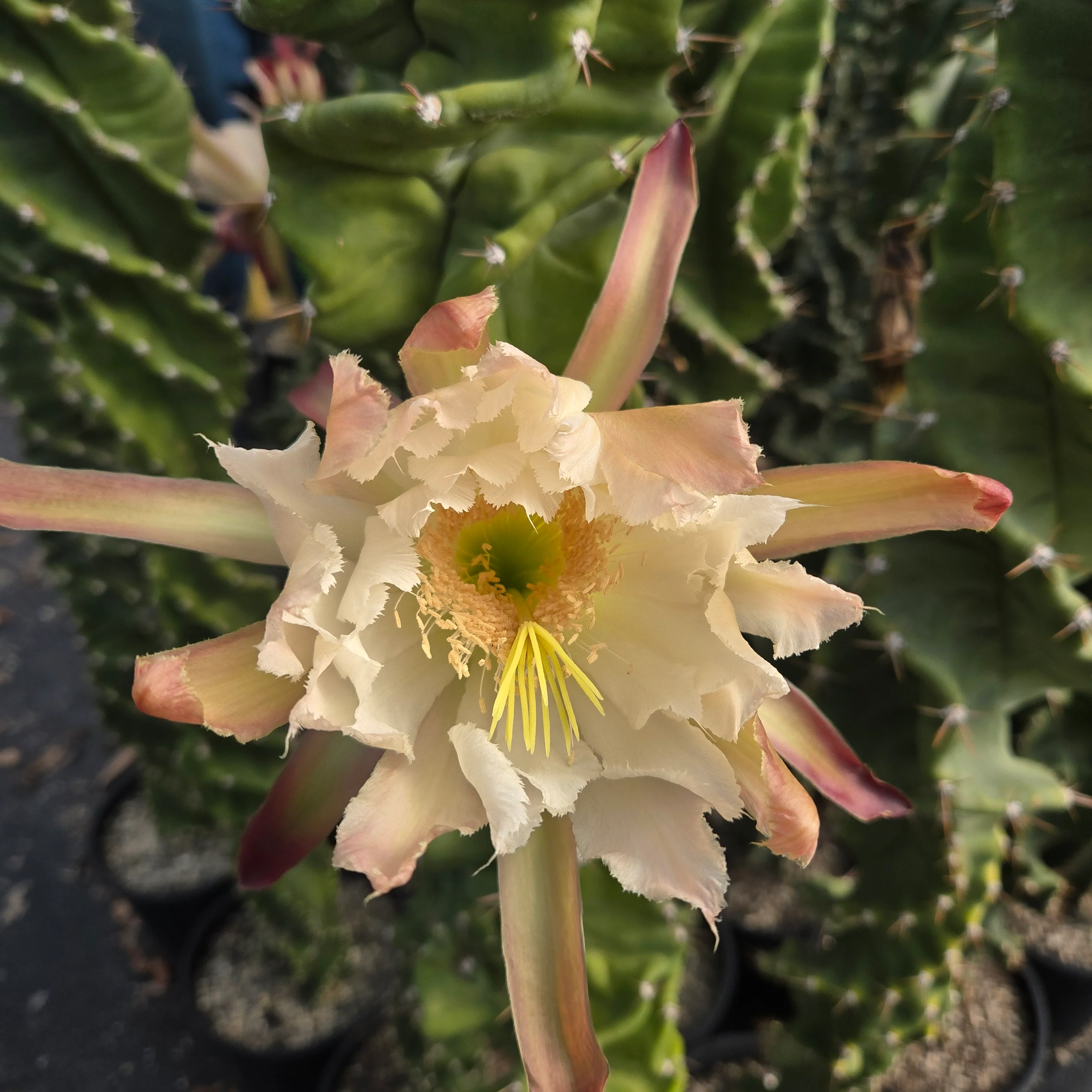 Cereus forbesii 'Spiralis' - Image 5