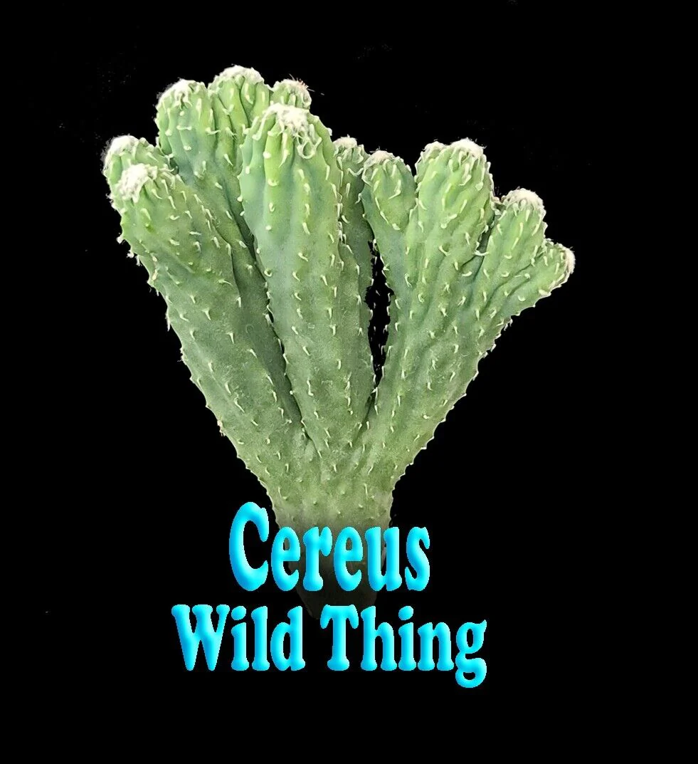 Cereus hildmannianus 'Wild Thing' - Image 3