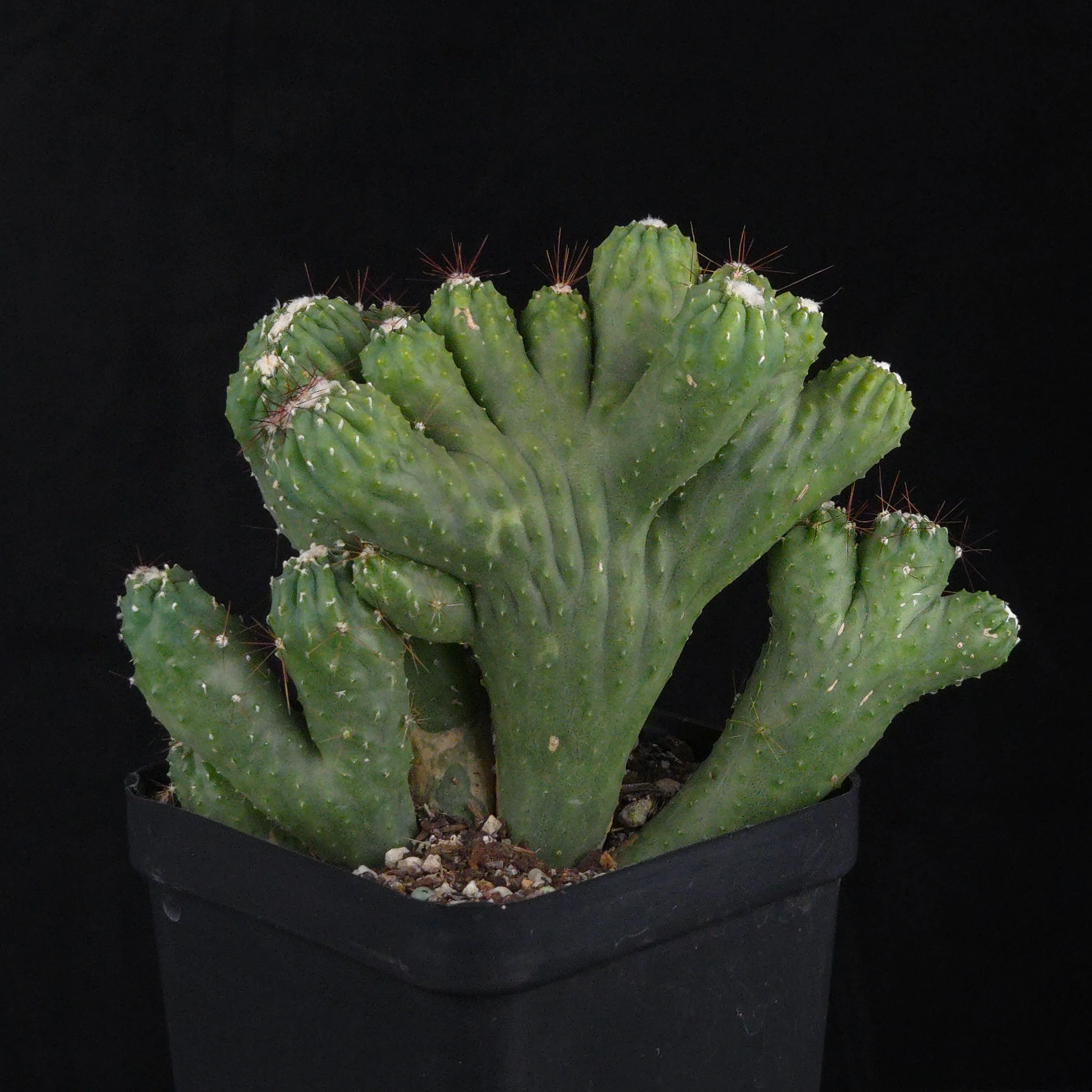 Cereus hildmannianus 'Wild Thing' - Image 4