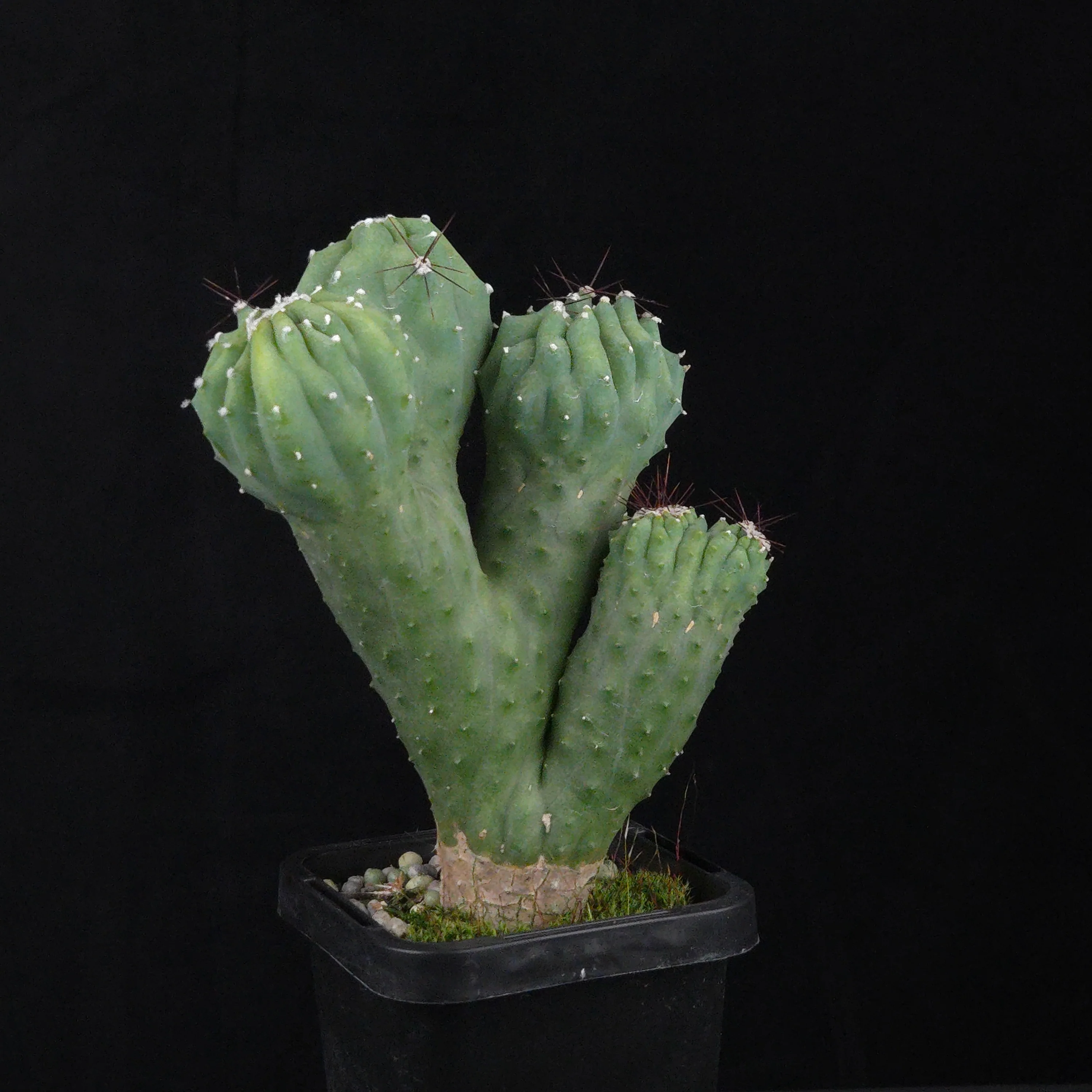 Cereus hildmannianus 'Wild Thing' - Image 7