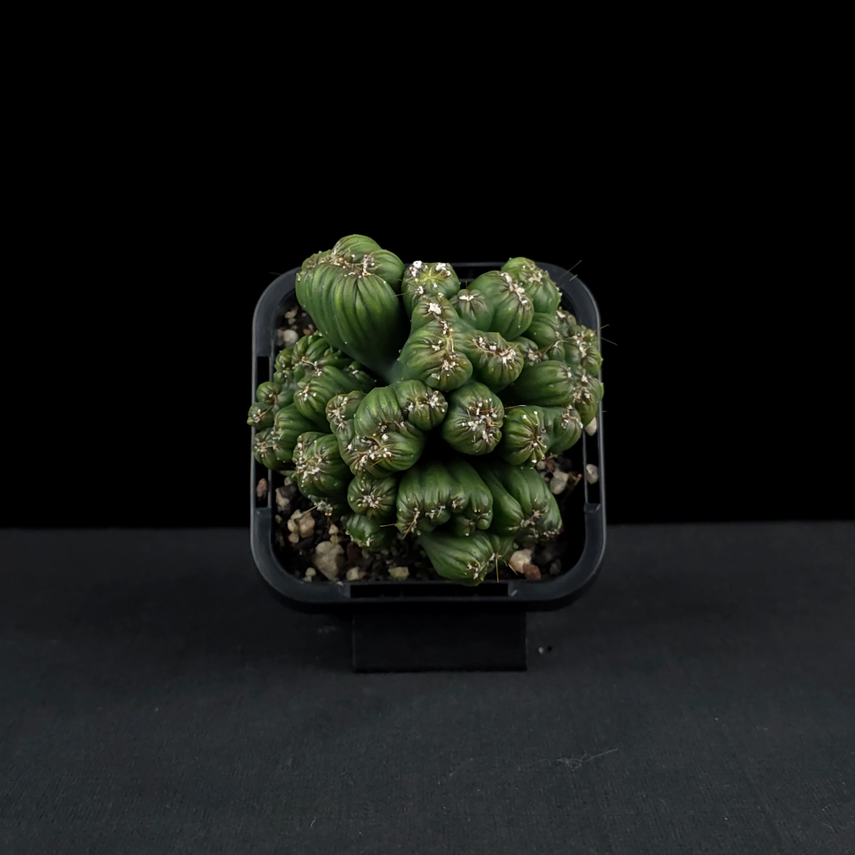 Cereus repandus 'Ming Thing' - Image 4