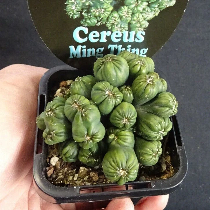 Cereus repandus 'Ming Thing' - Image 5