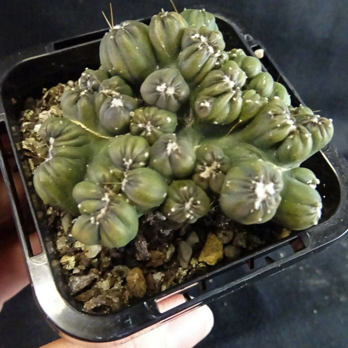 Cereus repandus 'Ming Thing' - Image 6