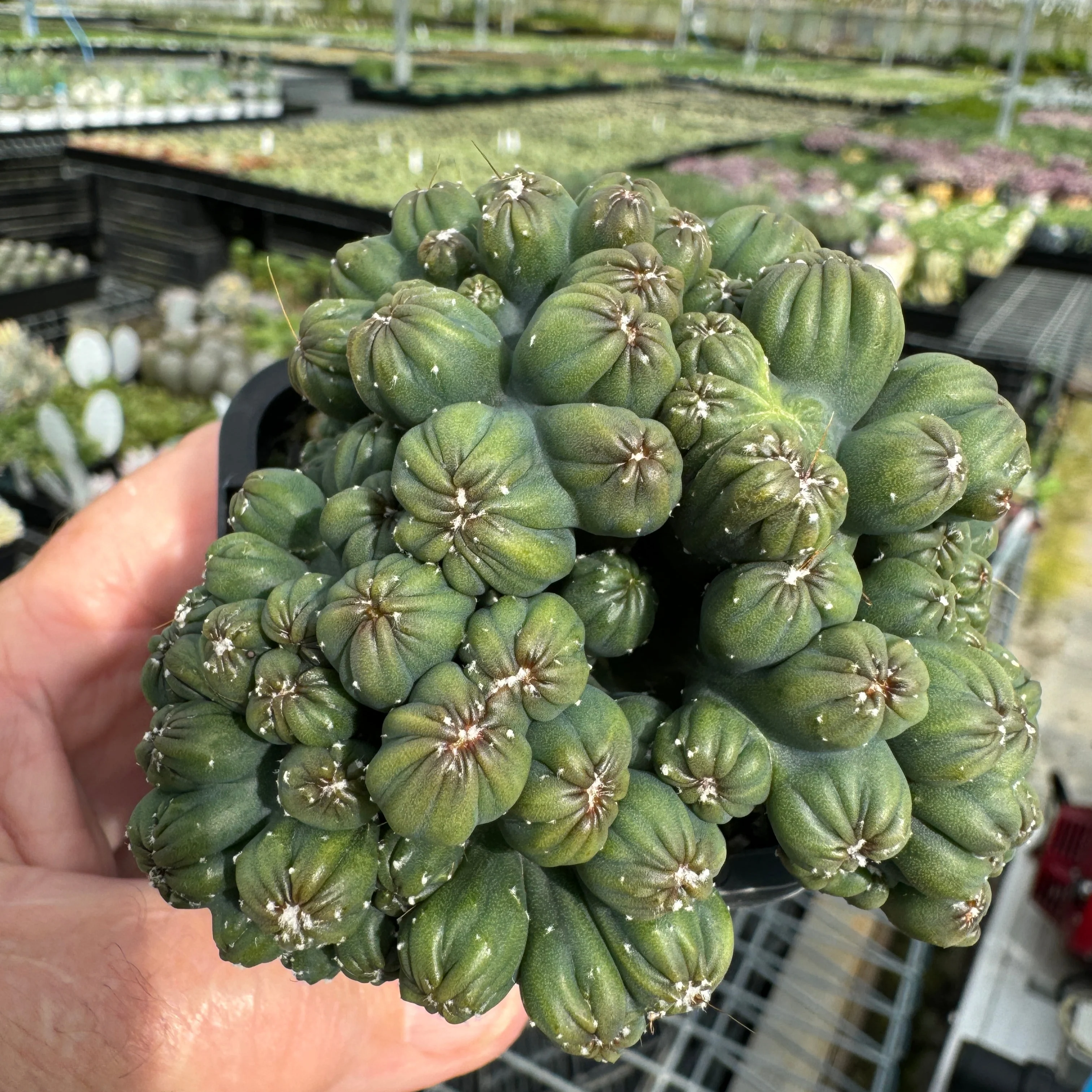 Cereus repandus 'Ming Thing' - Image 8