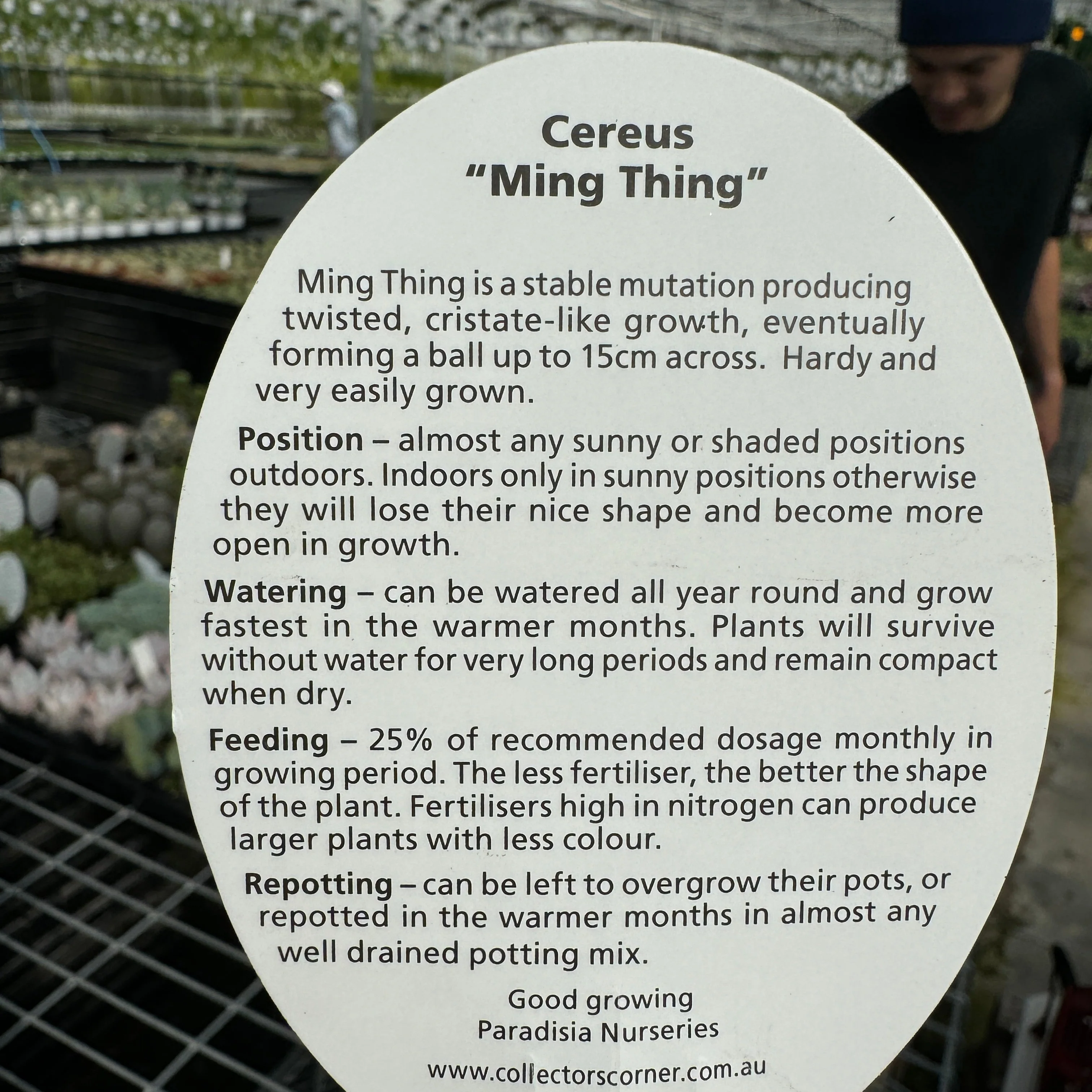Cereus repandus 'Ming Thing' - Image 9