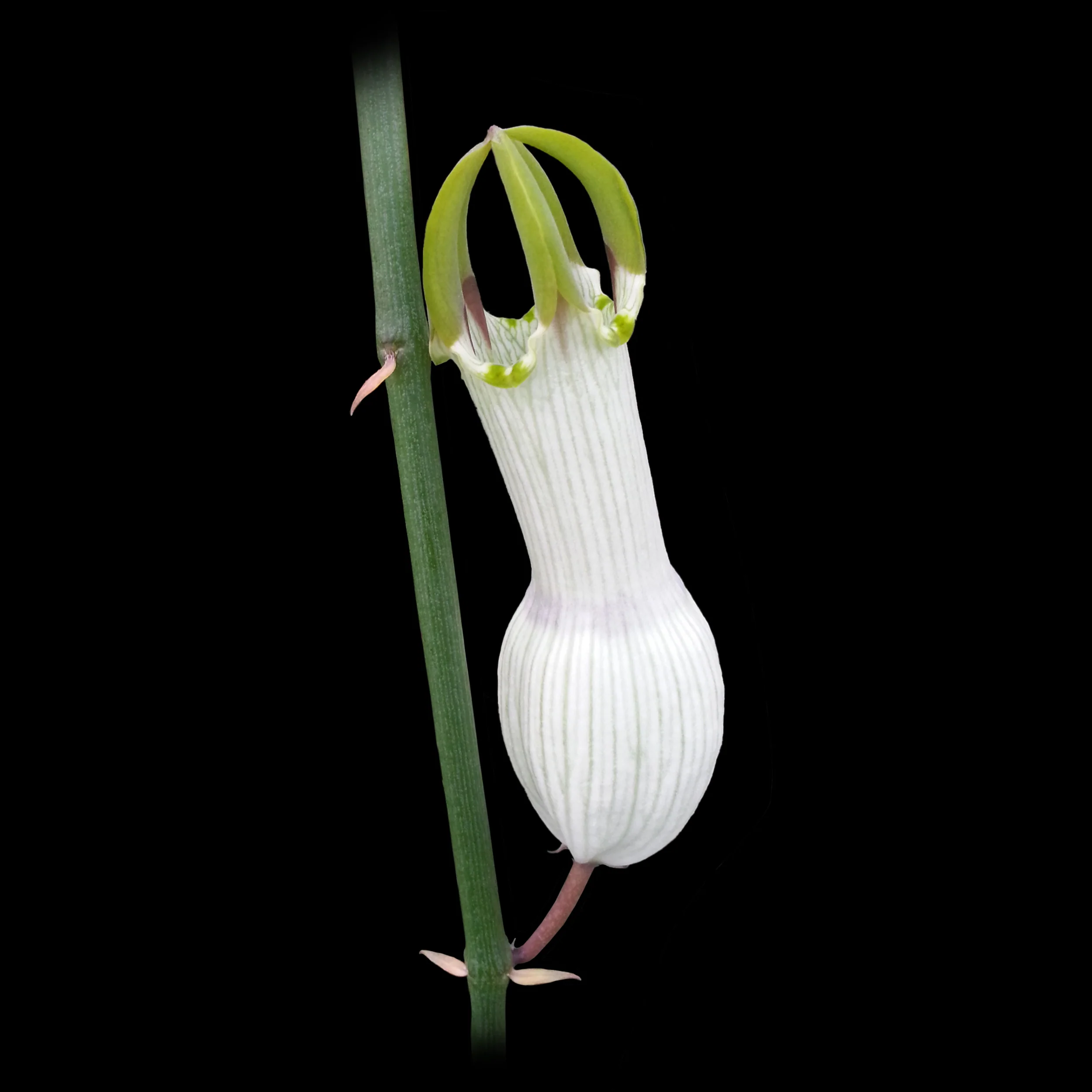 Ceropegia ampliata - Condom Plant
