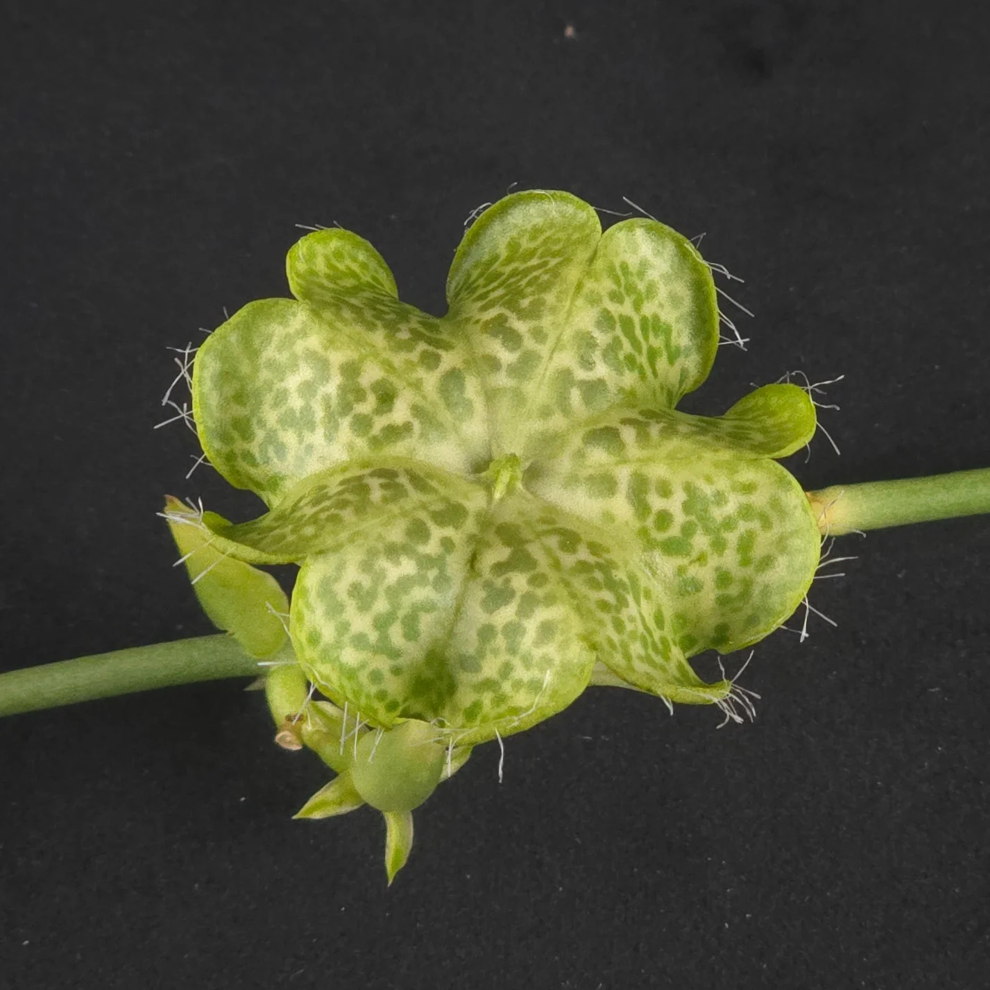 Ceropegia sandersonii – Parachute Plant - Image 2