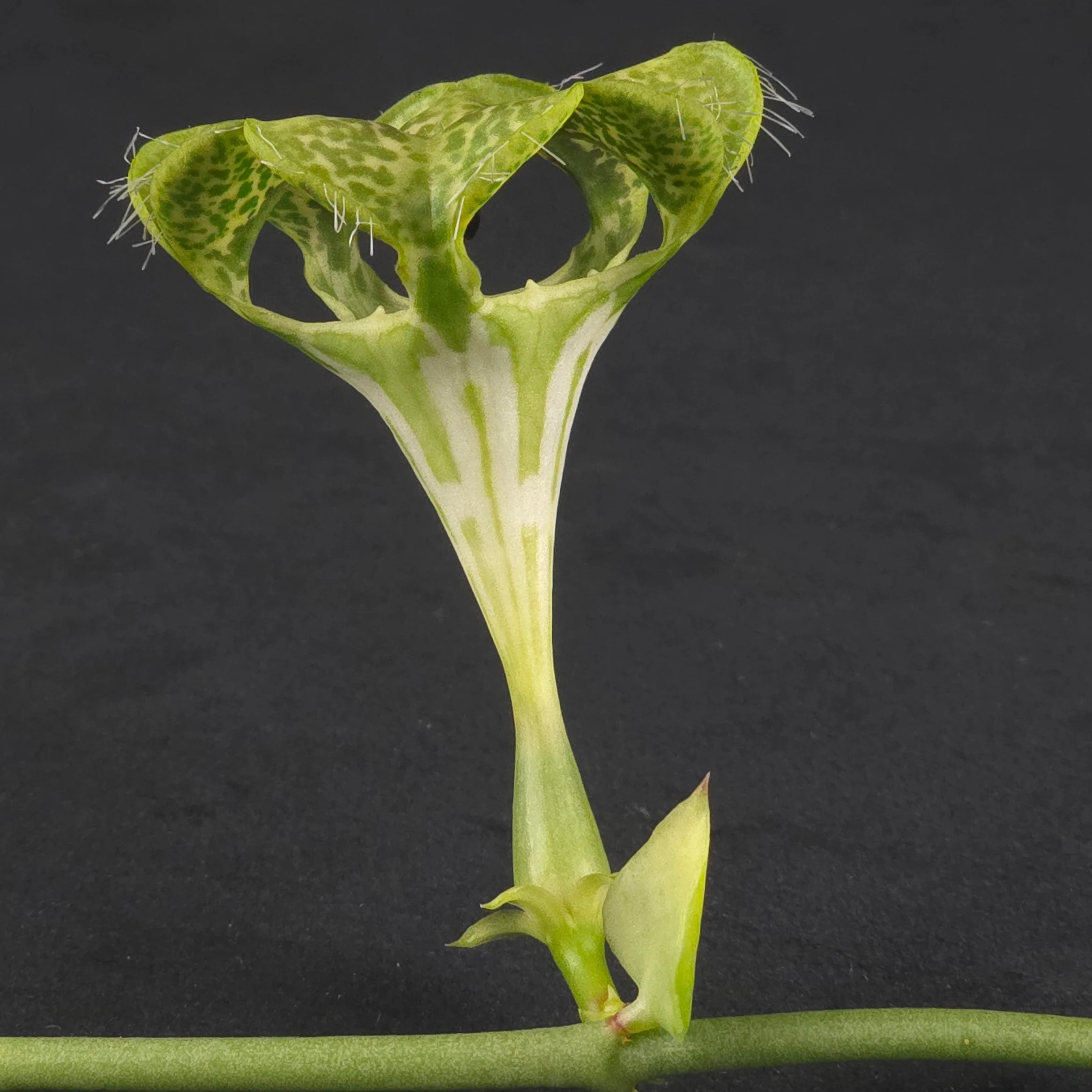 Ceropegia sandersonii – Parachute Plant - Image 3