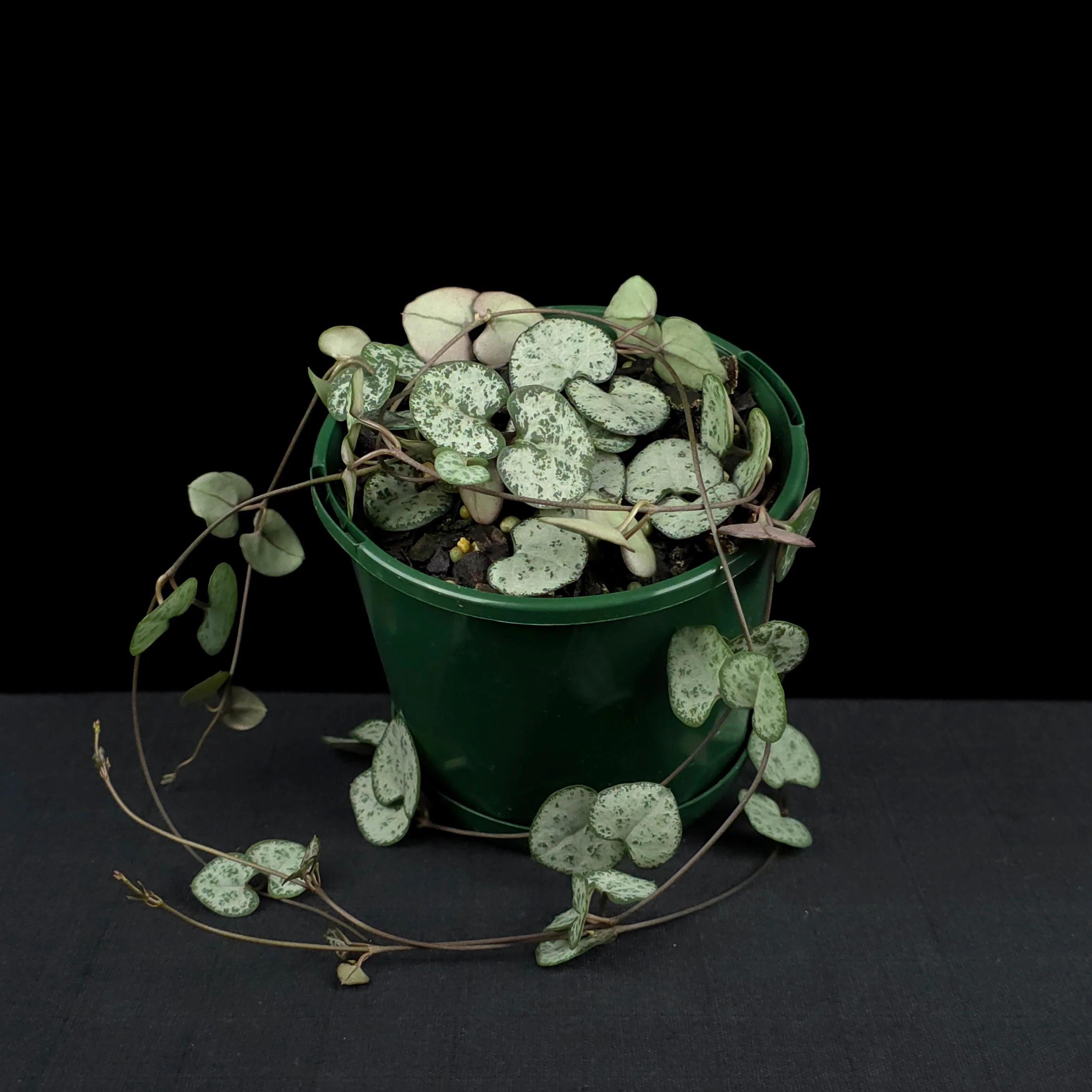 Ceropegia woodii 'Chain of Hearts' - Image 2