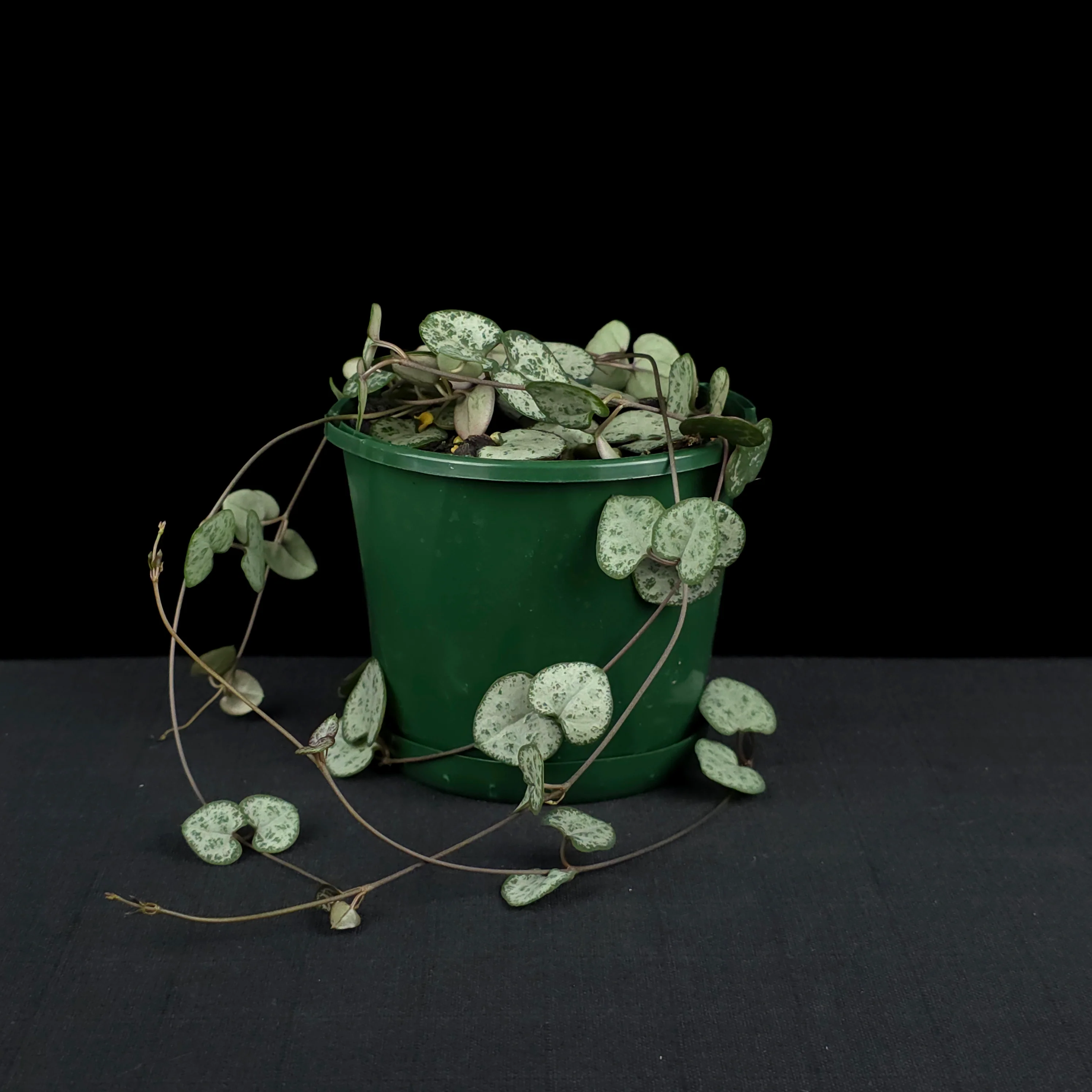 Ceropegia woodii 'Chain of Hearts' - Image 3