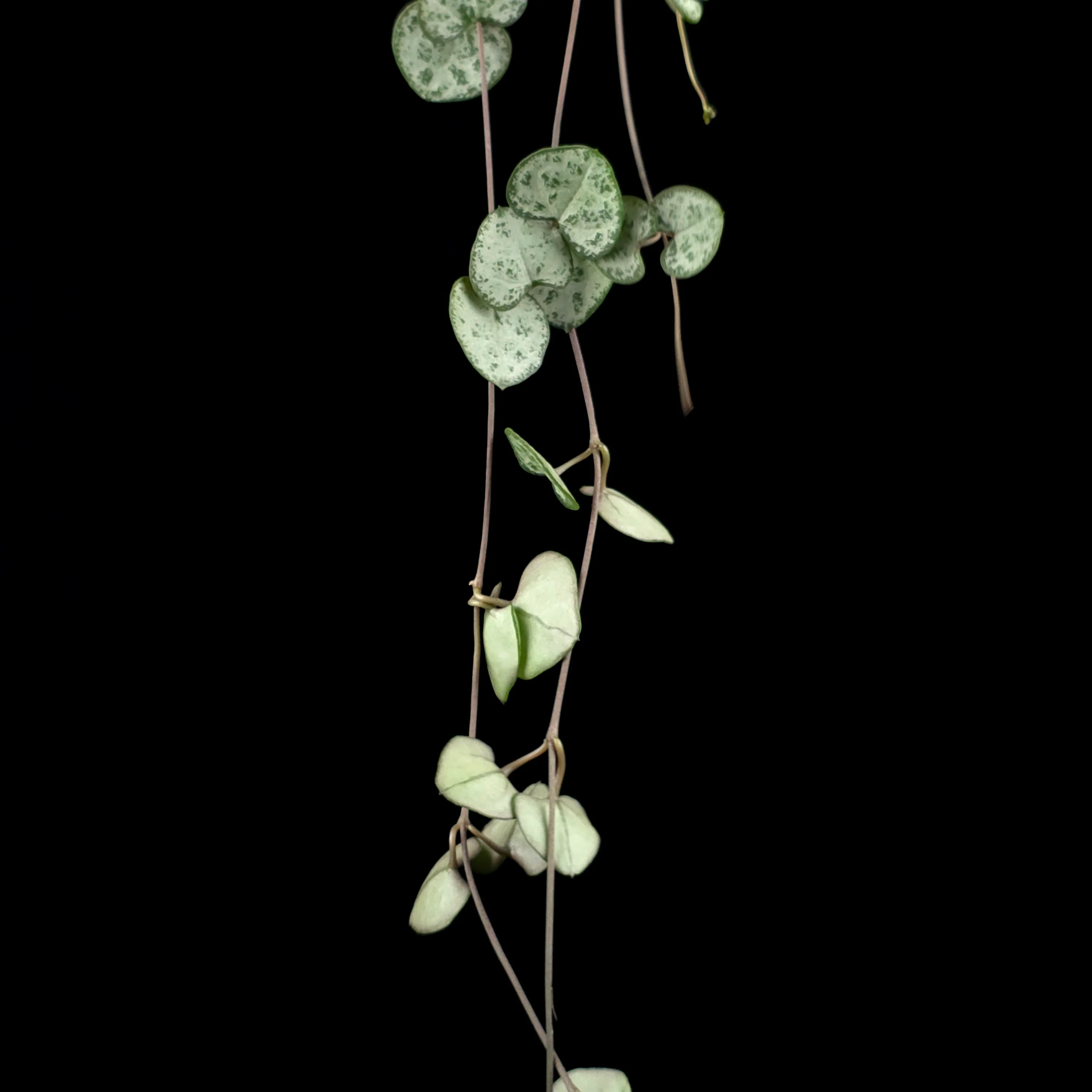 Ceropegia woodii 'Chain of Hearts' - Image 4