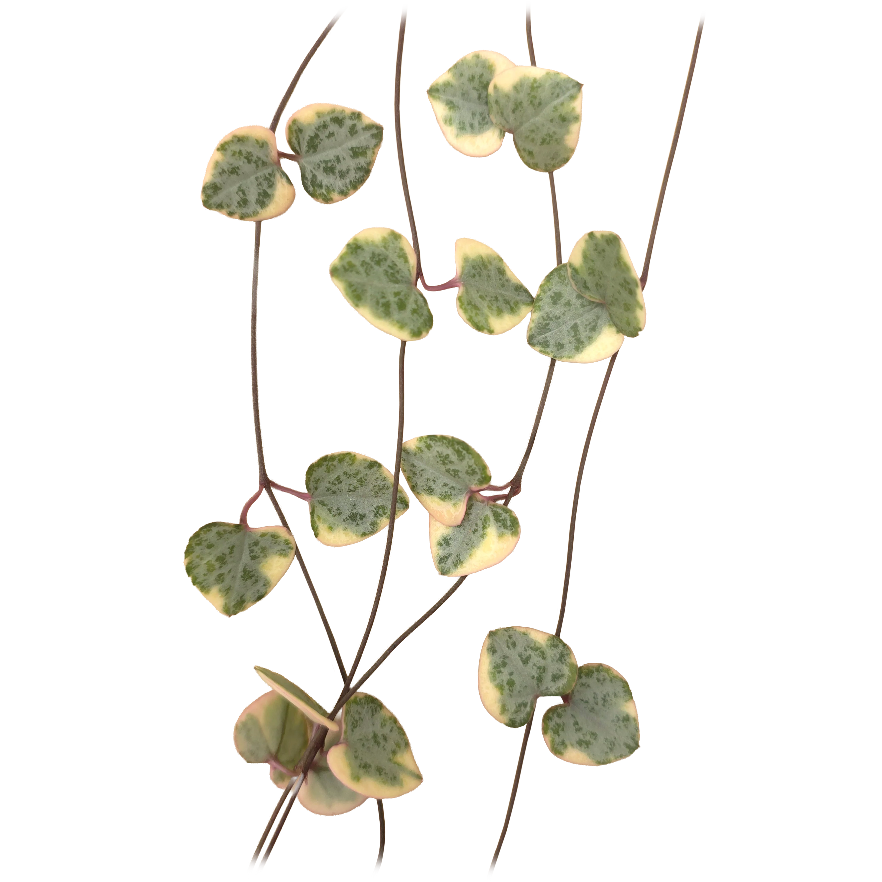 Ceropegia woodii 'Chain of Hearts' Variegated