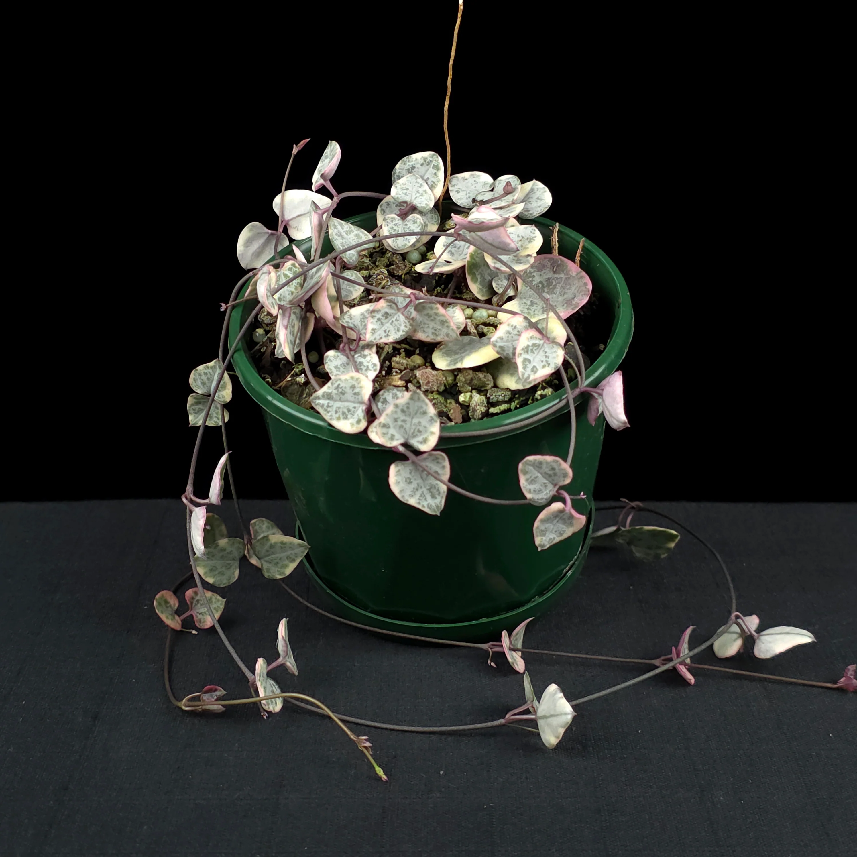 Ceropegia woodii 'Chain of Hearts' Variegated - Image 2