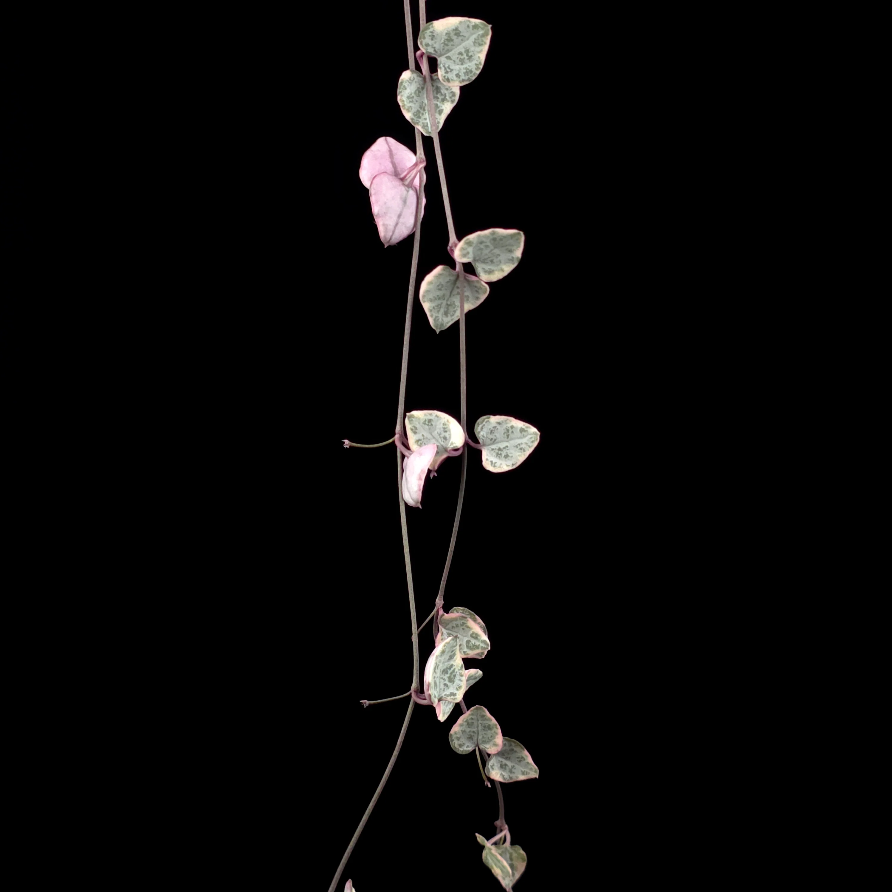 Ceropegia woodii 'Chain of Hearts' Variegated - Image 3