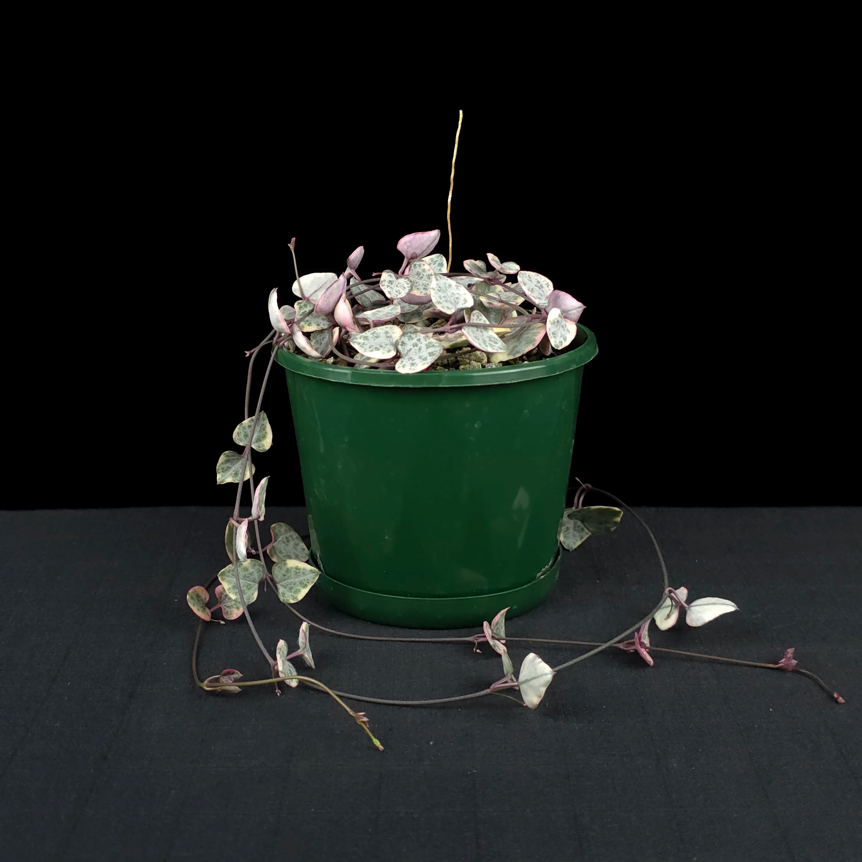 Ceropegia woodii 'Chain of Hearts' Variegated - Image 4