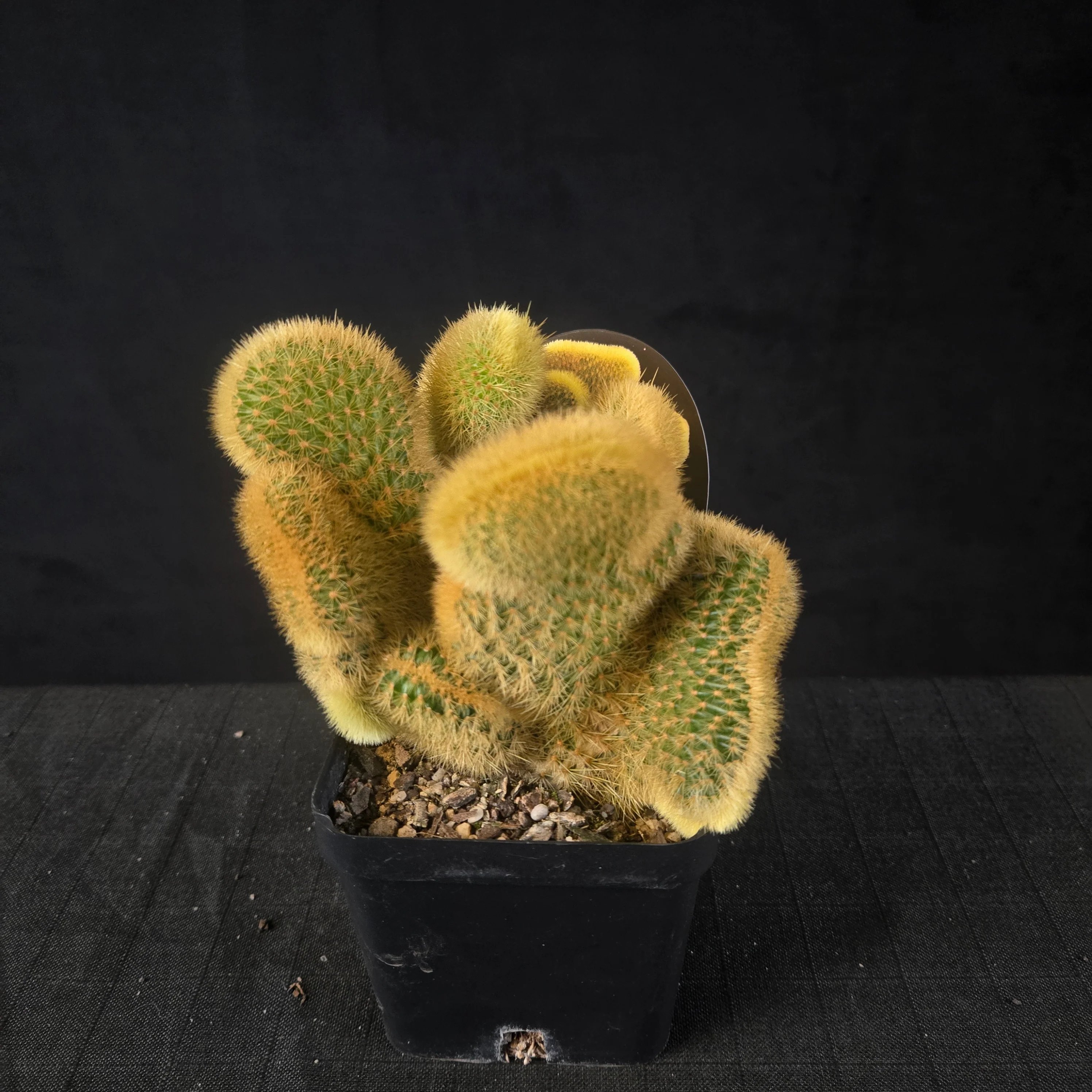 Cleistocactus winteri subsp. aureispina cristata - Image 6