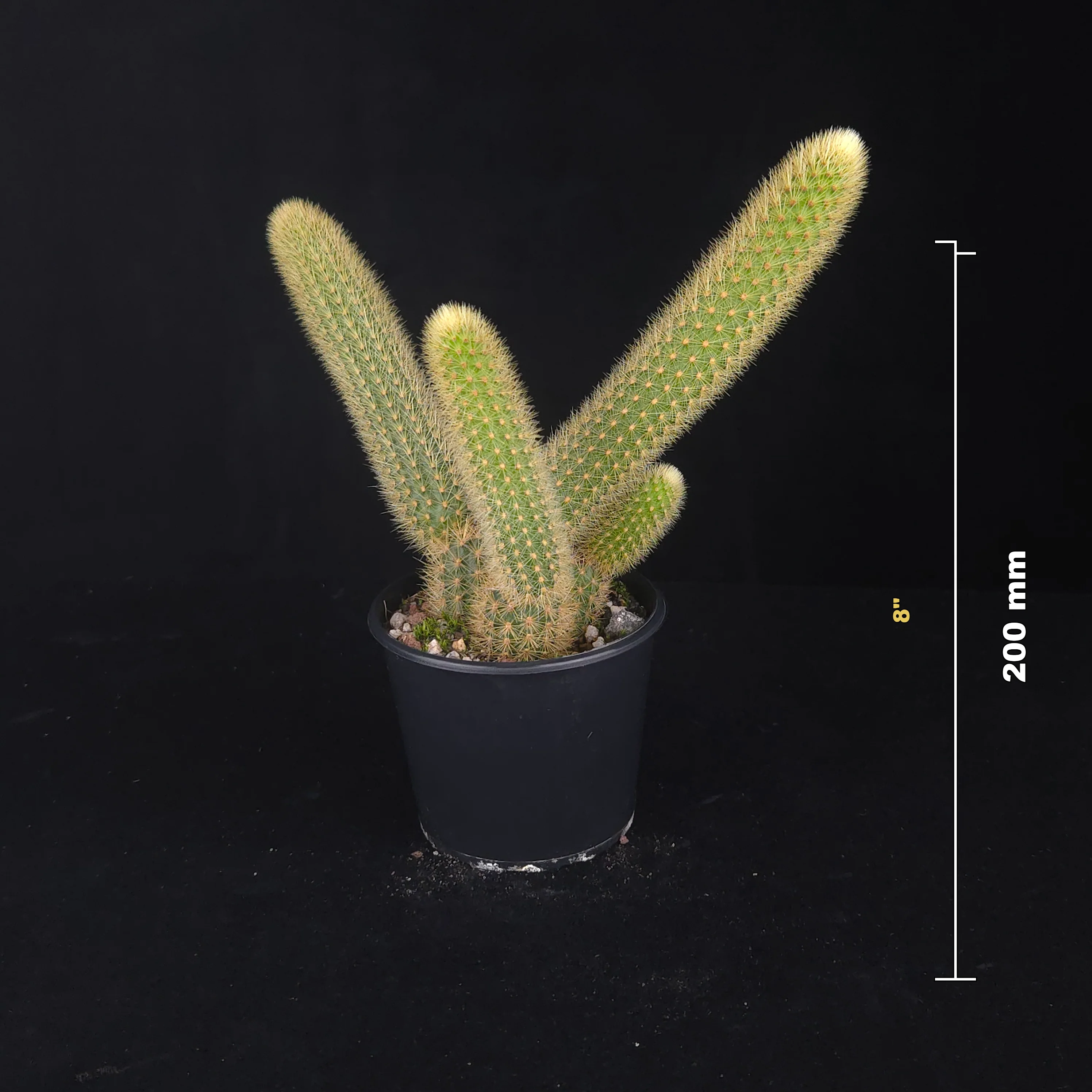 Cleistocactus winteri (syn. Hildewintera aureispina) – Golden Rat Tail Cactus - Image 3