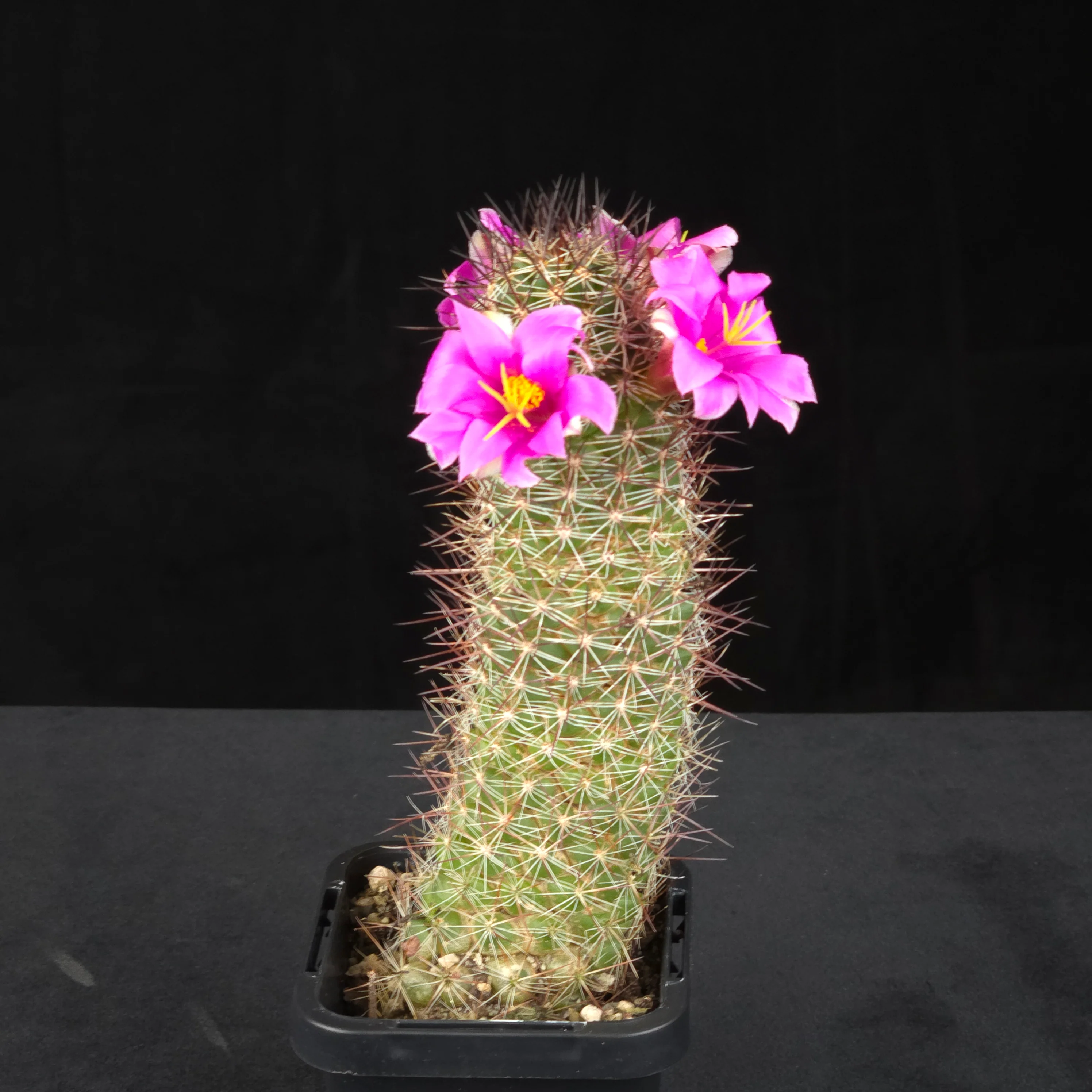 Cochemiea mazatlanensis (Syn. Mammillaria) - Image 3