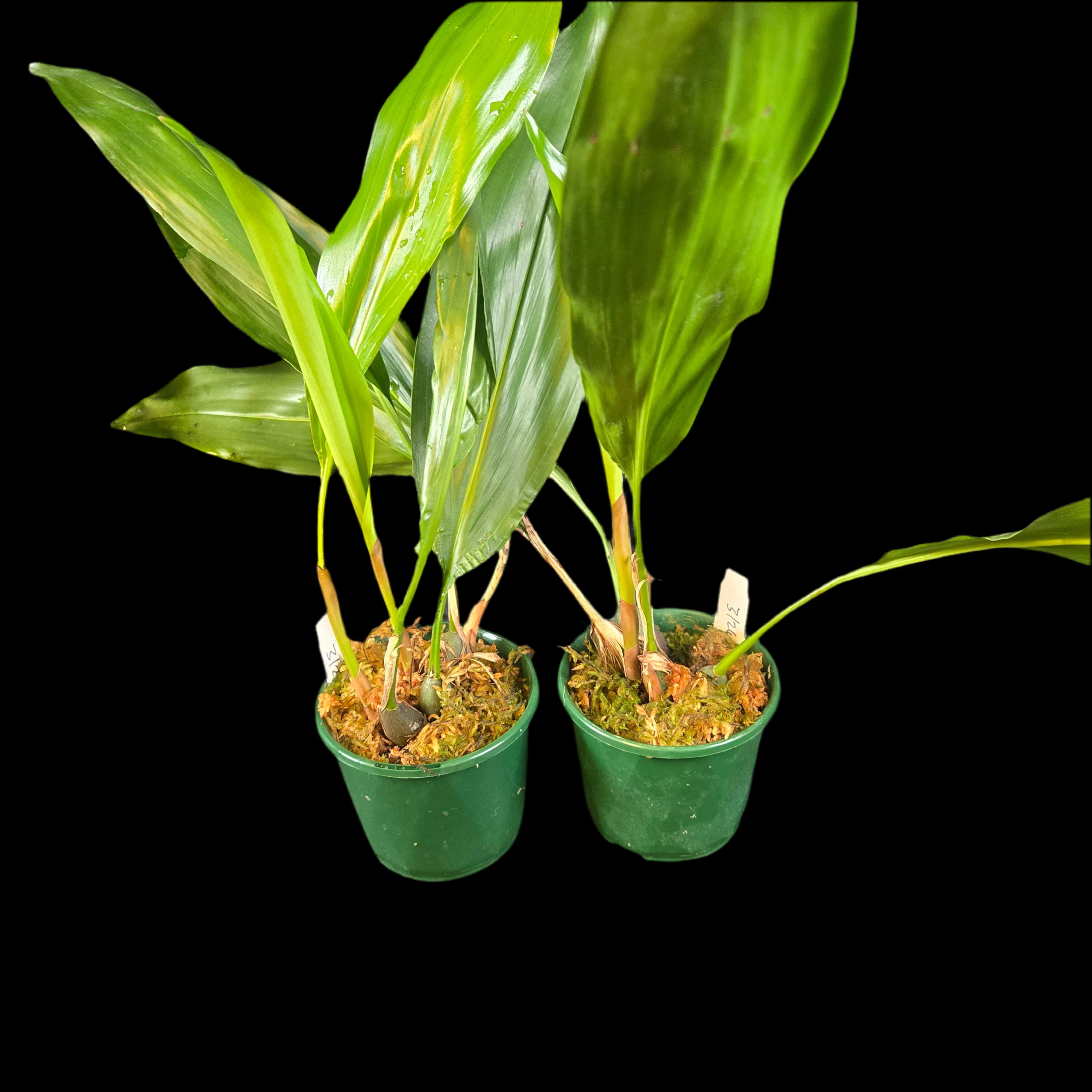 Coelogyne filiforme (Syn. Dendrochilum filiforme) - Image 2