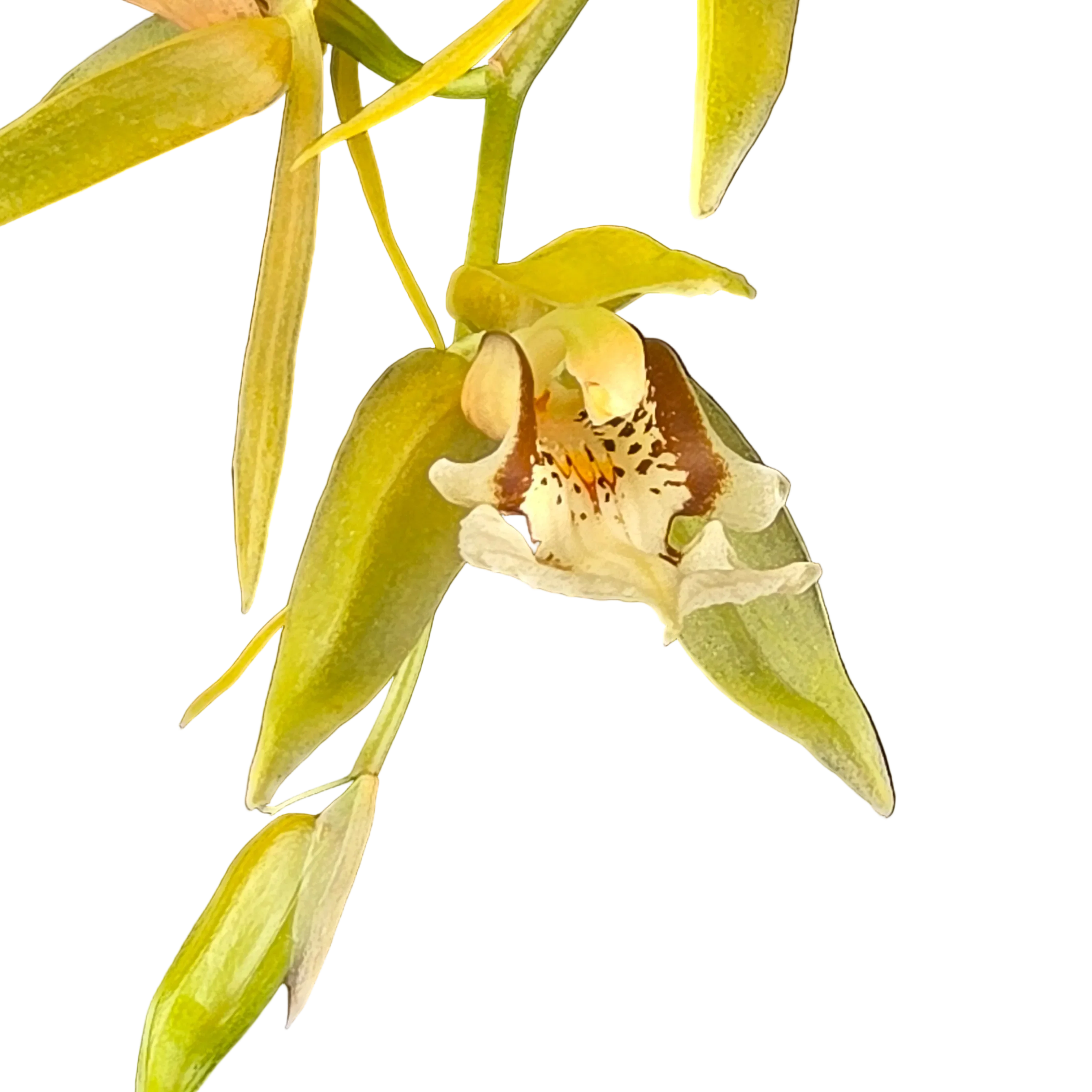 Coelogyne fuscescens