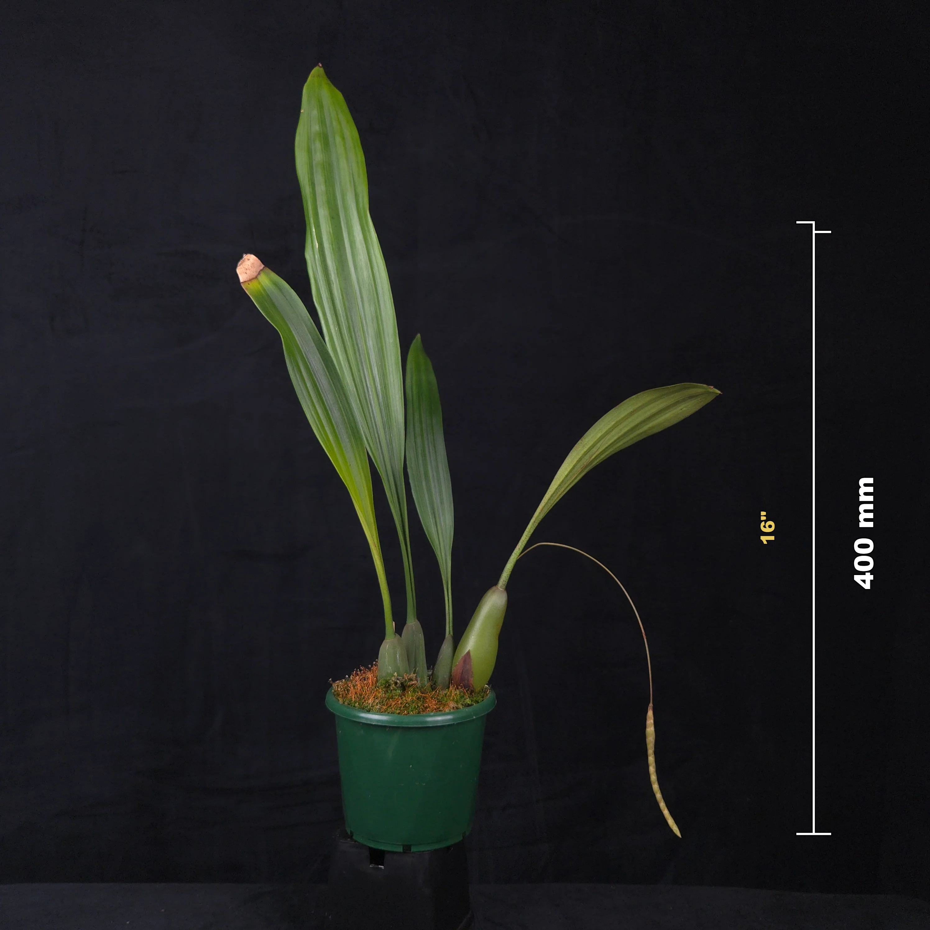 Coelogyne imbricata (Syn. Pholidota imbricata) - Image 2