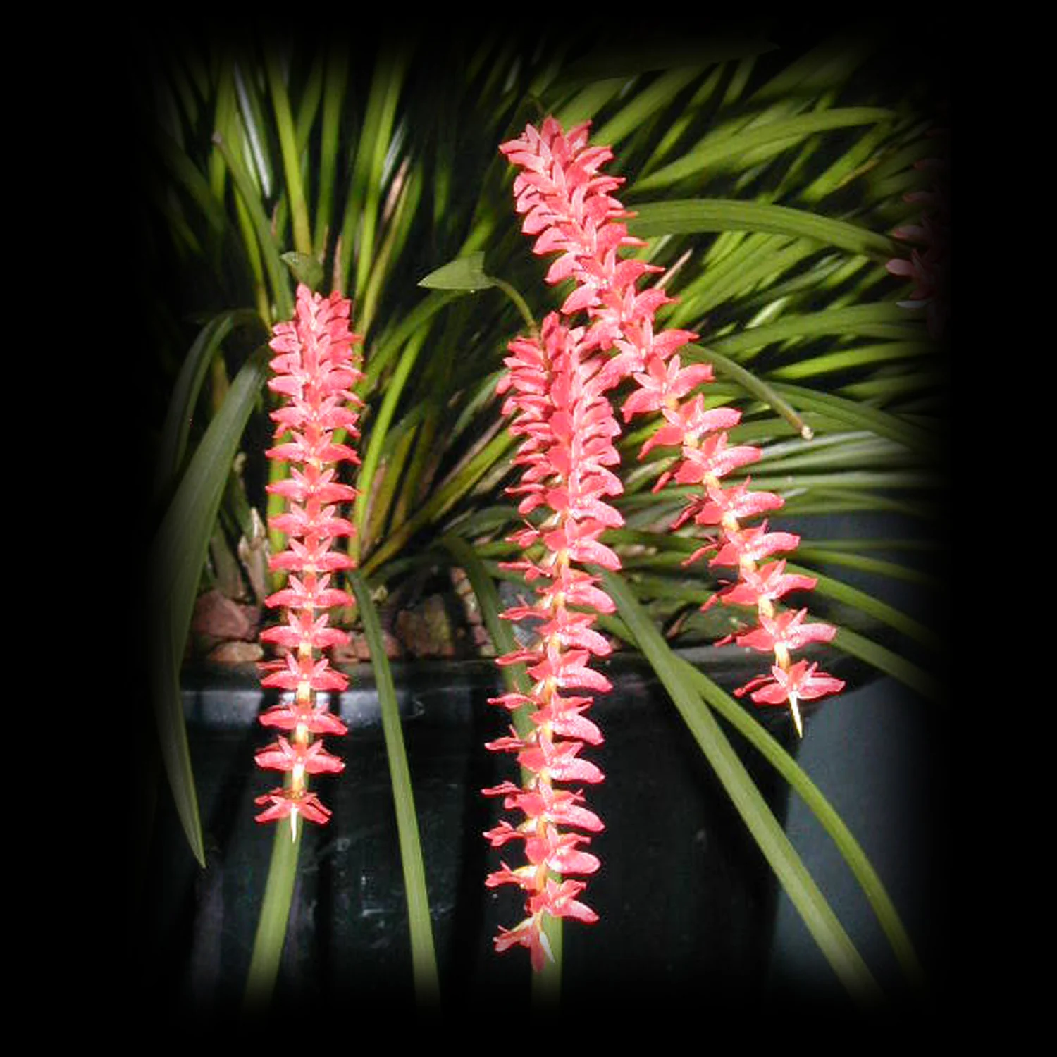 Coelogyne wenzelii (syn. Dendrochilum wenzellii) - Image 2