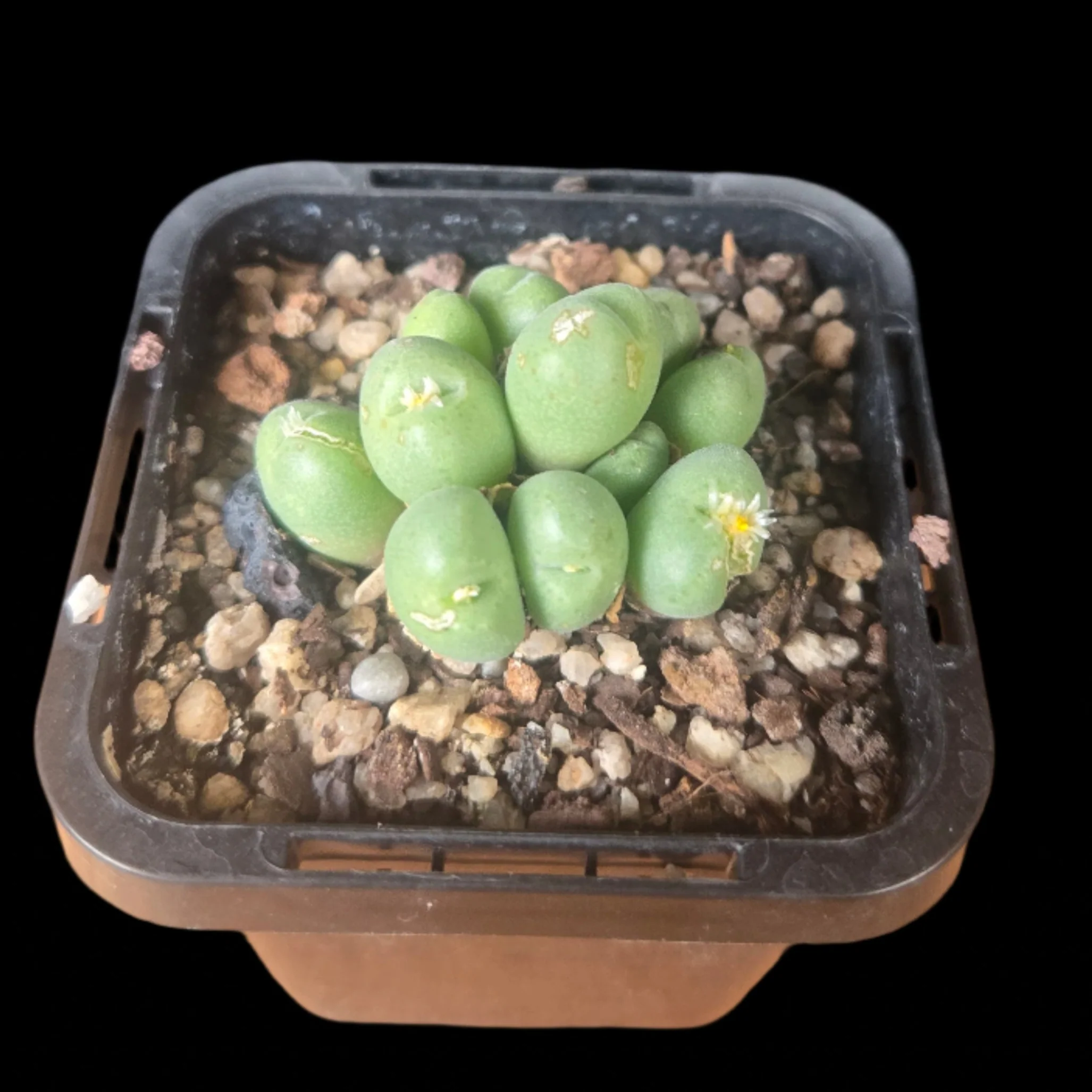 Conophytum hians - Living Stone