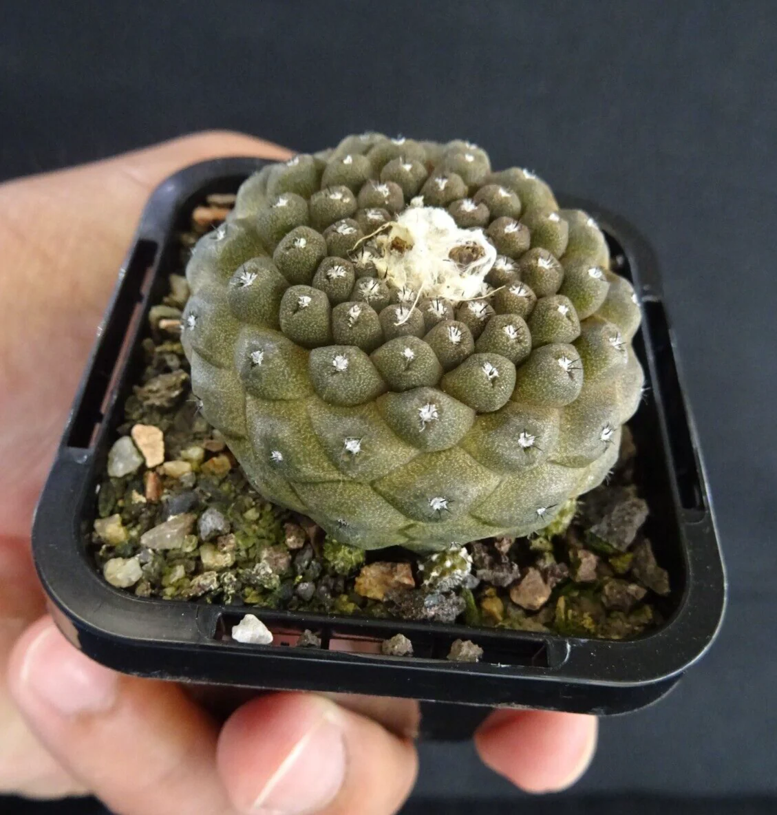 Copiapoa hypogaea: The Subterranean Cactus of the Atacama Desert - Image 2